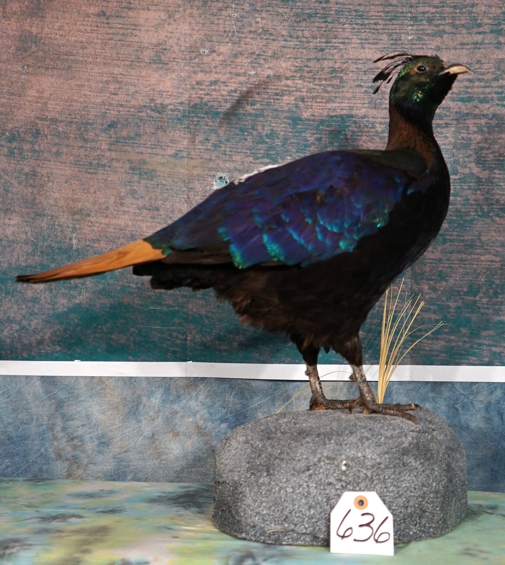 Beautiful Himalayan Monal Pheasant Taxidermy Bird Mount: This mount is very lifelike, clean, and in mint-condition. The taxidermy quality is outstanding, and this mount grades a perfect 10.