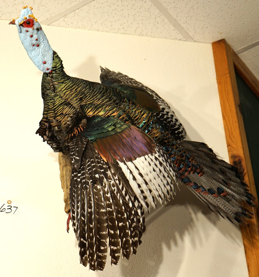 Gorgeous Ocellated Wild Turkey Flying Taxidermy Bird Mount: This beautiful Turkey was harvested in Old Mexico. This is an old Gobbler with long Spurs. The mount is very lifelike, clean, and in excellent condition. The taxidermy quality is excellent, and this m