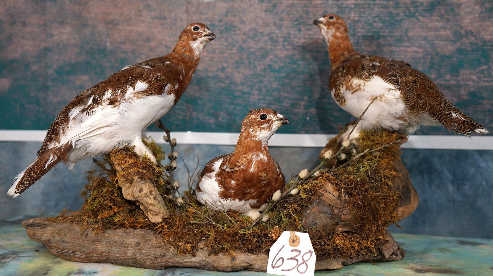 Three Fall Phase Alaskan Ptarmigan in Natural Habitat Taxidermy Bird Mounts: These mounts are very lifelike, clean, and in excellent condition. The mounts show good natural expression. The habitat base was very well done, and these Birds are true eye catchers. The taxidermy qu