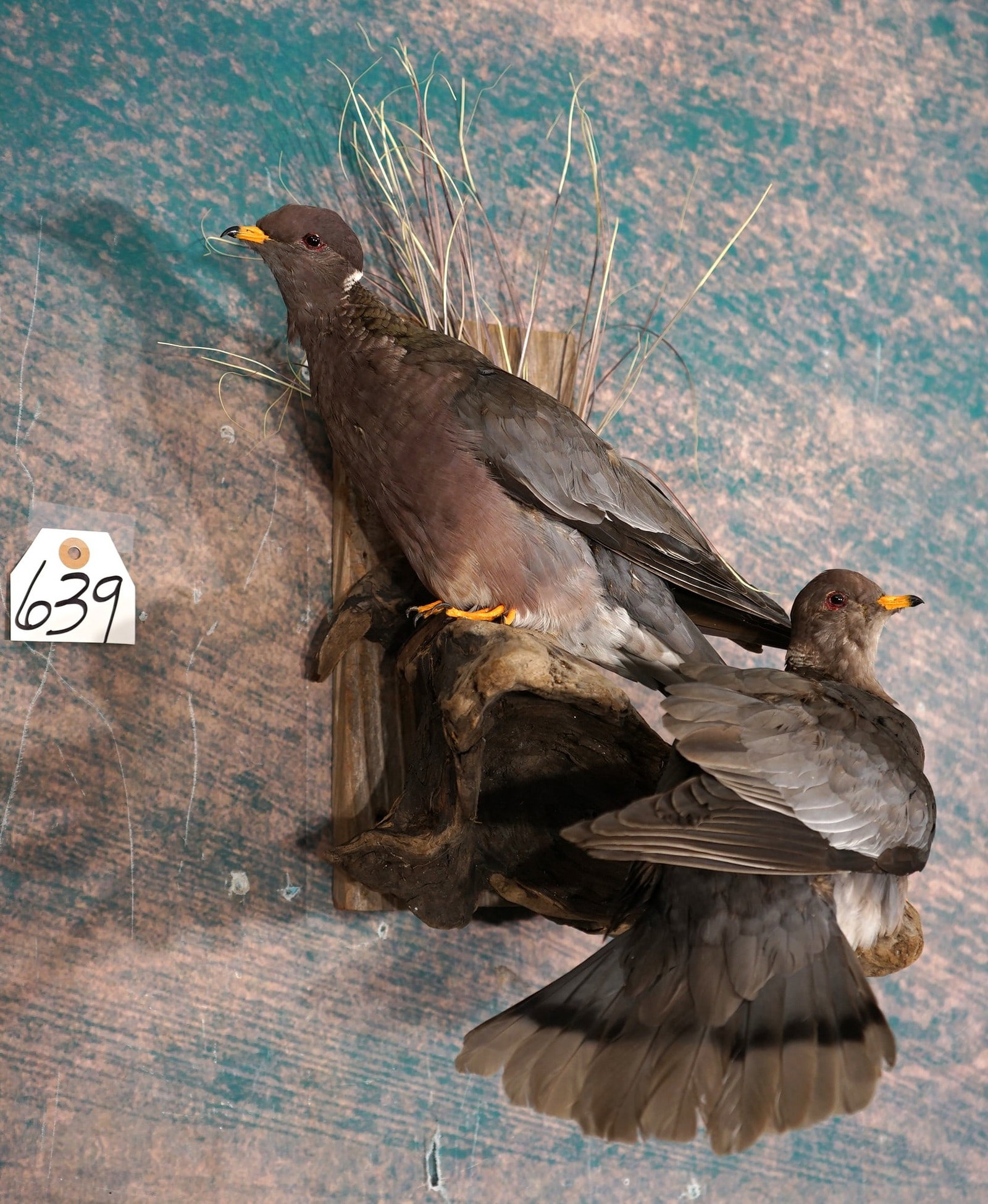 Beautiful Pair of African Banded Tail Pigeons Taxidermy Bird Mounts