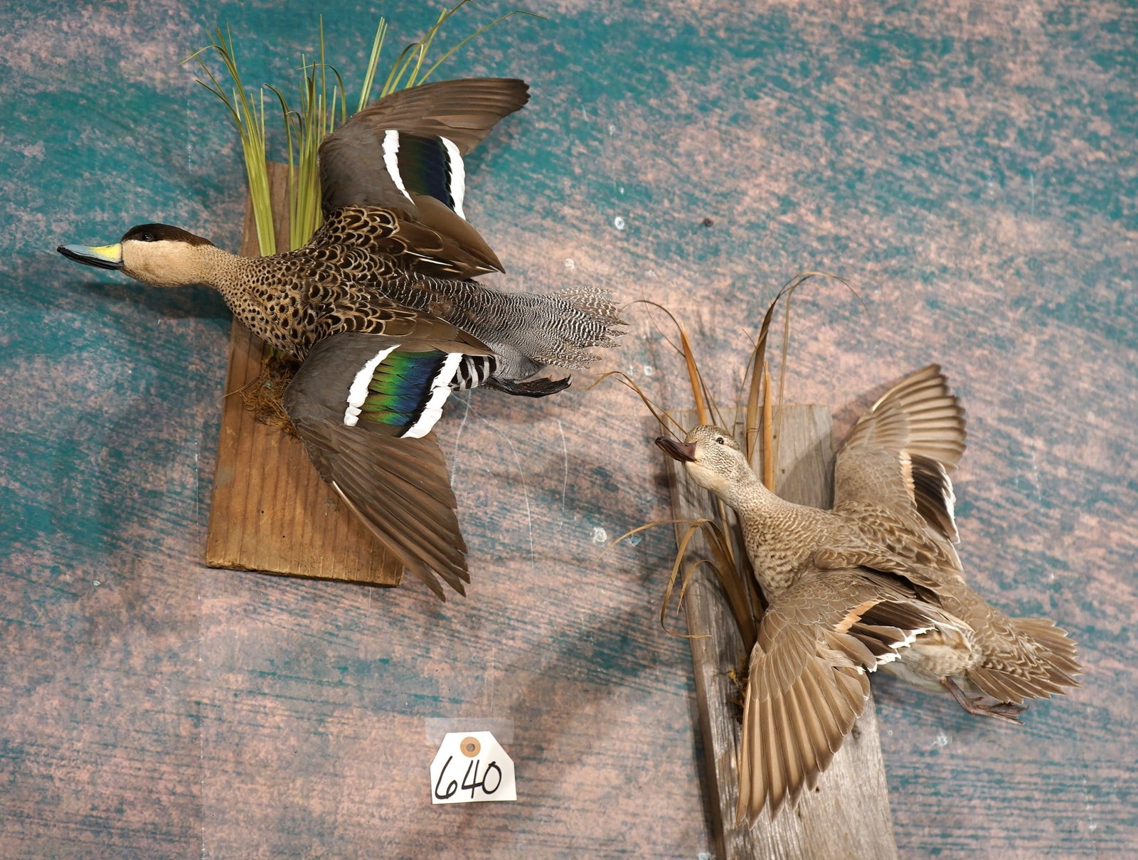 Pair of African Yellow Billed Ducks Flying Taxidermy Bird Mounts: These Ducks live in South and East Africa. They are not North American migratory Ducks that are protected. These mounts are very lifelike, clean, and in mint-like condition. The taxidermy quality is o