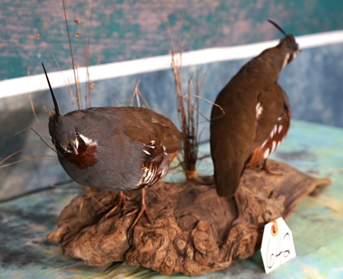 Very Nice Pair of California Quail in Habitat Taxidermy Bird Mounts: These mounts are very lifelike, clean, and in excellent condition. The pose these Quail are in shows the great alert expression they have. The taxidermist paid a lot of attention to detail. The qualit