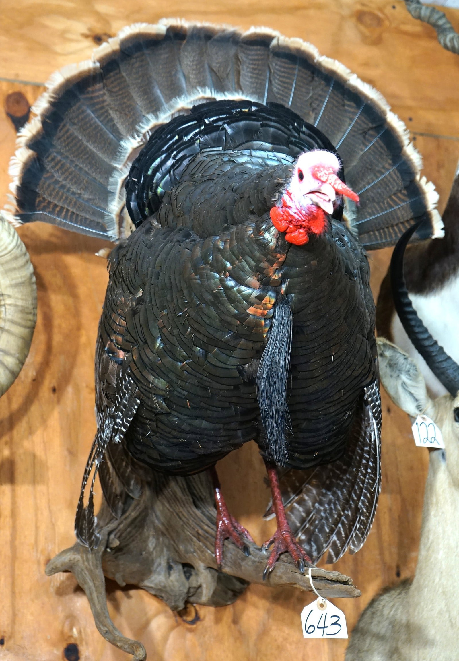 Beautiful Rio Grande Wild Turkey Gobbling from its Roost Taxidermy Bird Mount: This mount is very lifelike, clean, and in mint-like condition. The pose is correct for an excited Turkey, on a Spring season Roost. The taxidermy quality is excellent, and this mount grades a very hi
