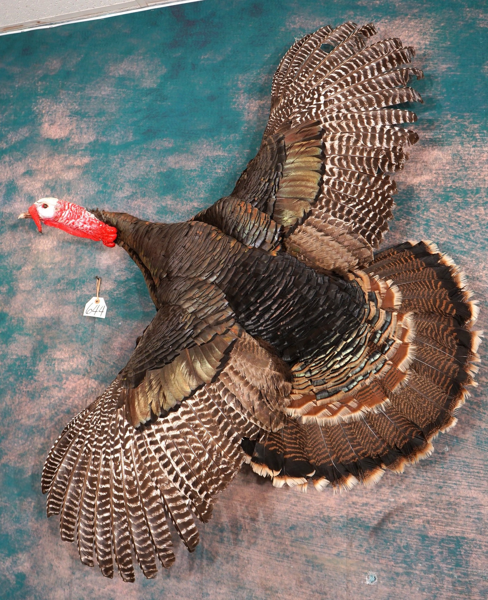 Flying Rio Grande Wild Turkey Gobbler Taxidermy Bird Mount: This mount is clean, lifelike, and in excellent condition. The mount has very good detail. The taxidermy quality is excellent, and this Turkey mount grades a very good 9.25.