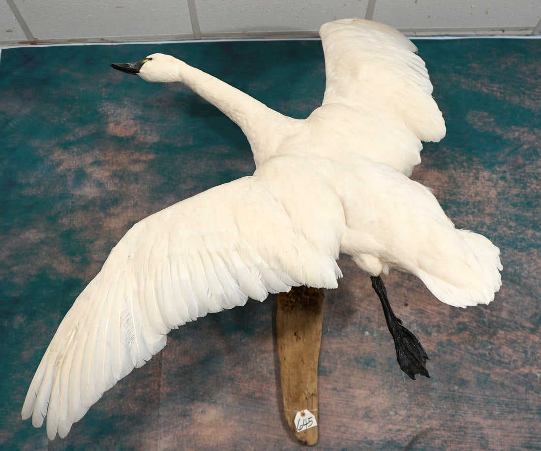 Beautiful Flying White Swan Taxidermy Bird Mount: This mount is very lifelike, clean, and in excellent condition. This Swan will look fantastic in any home, office, or cabin. The quality of the taxidermy is excellent, and this mount grades a very hig