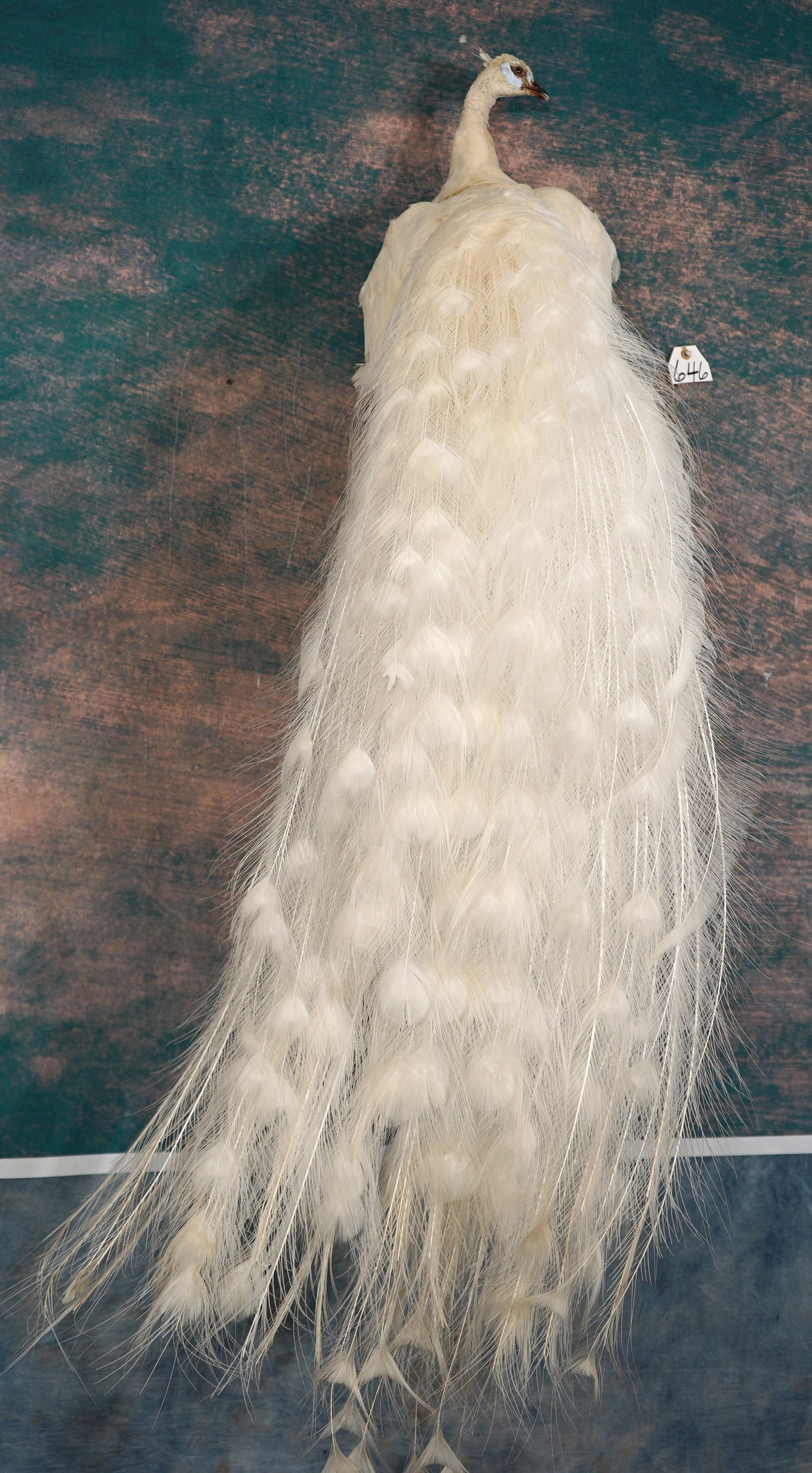 Pretty White Peacock Taxidermy Bird Mount: This is a brand new mount just finished. The Peacock is lifelike and in mint condition. This beautiful Bird would grace any home, office, or cabin. The taxidermy quality is excellent, and this mount g