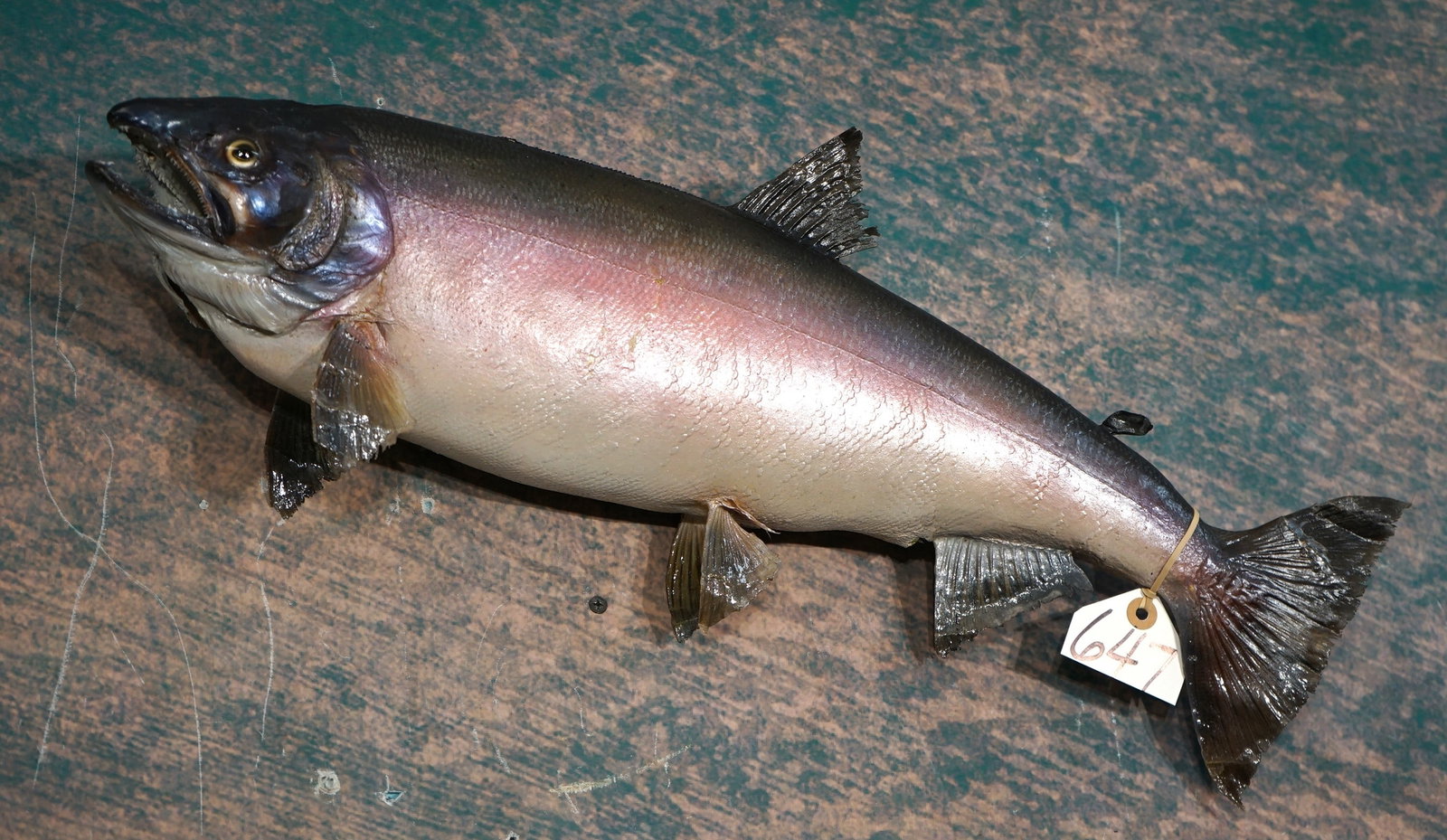 24 3/4" Real Skin Alaskan Pink Salmon Taxidermy Fish Mount: This mount is clean and in very good condition. The taxidermy quality is very good, and this Salmon grades a very nice 8.5.