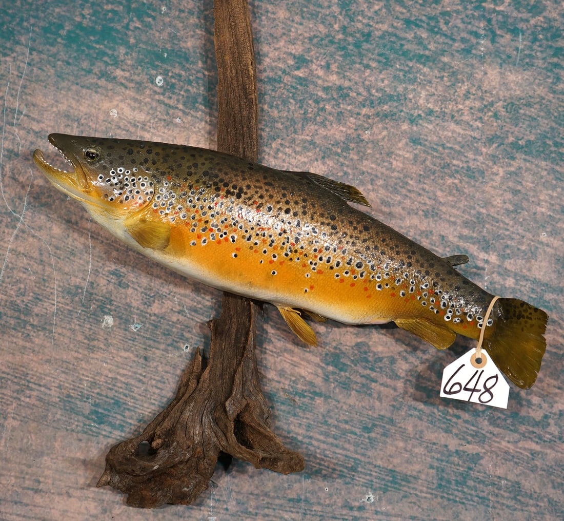 20 3/4" Real Skin Brown Trout Taxidermy Fish Mount: This mount is very lifelike, clean, and in excellent condition. The paint job on this Fish is very well done. The taxidermy quality is excellent, and this fish grades a high 9.35.