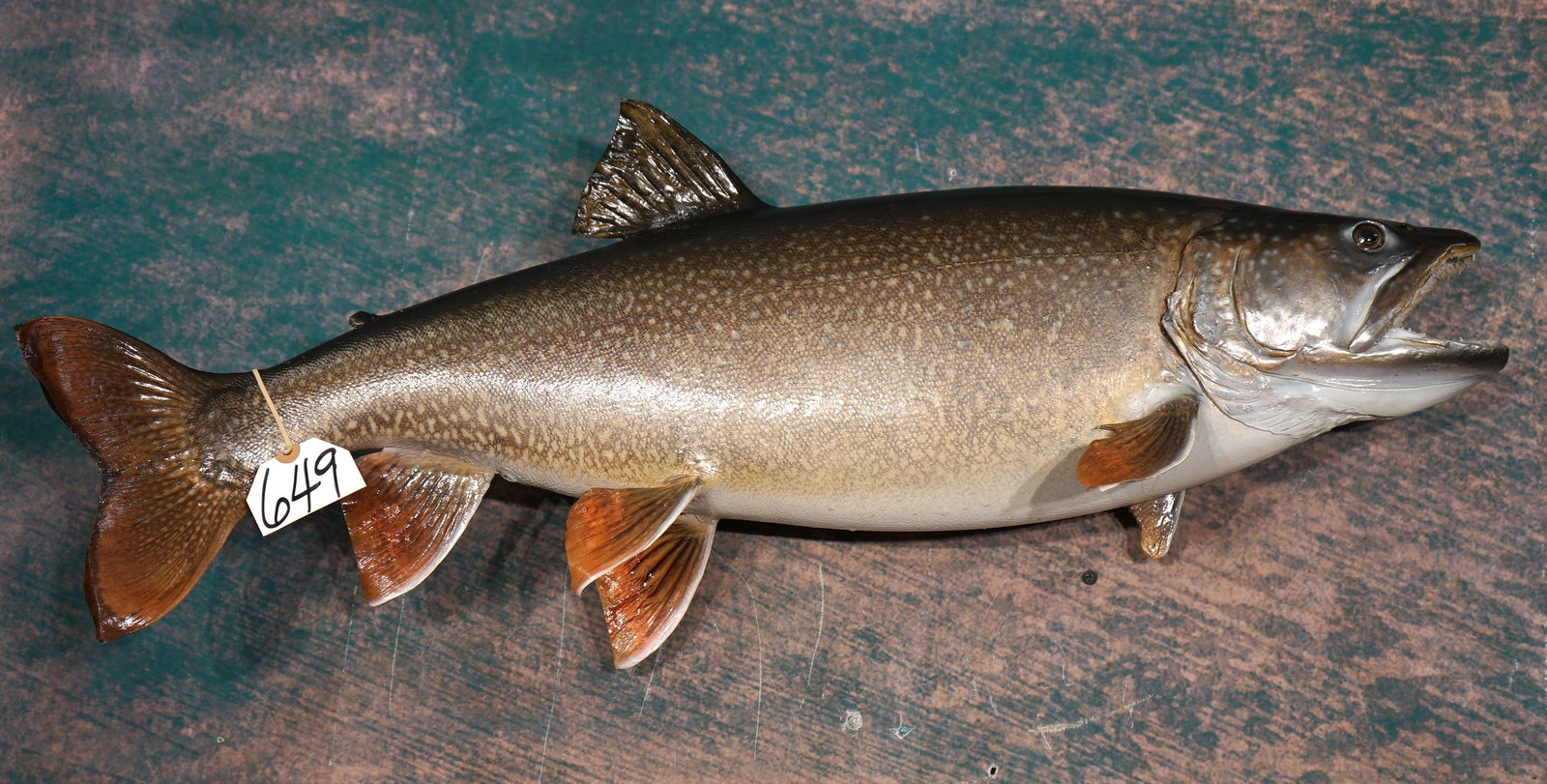 32" Real Skin Lake Trout Quality Taxidermy Fish Mount: This mount is very clean, lifelike, and in mint-like condition. The paint job and detail on this mount is outstanding. The taxidermy quality is excellent, and this big Trout grades a very high 9.85.
