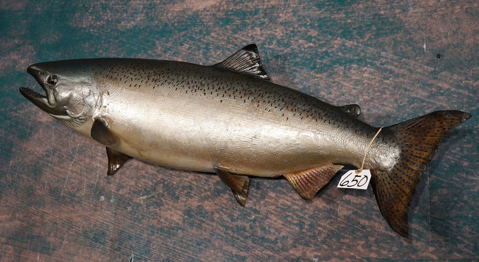 36 1/2" Real Skin King Salmon Taxidermy Fish Mount