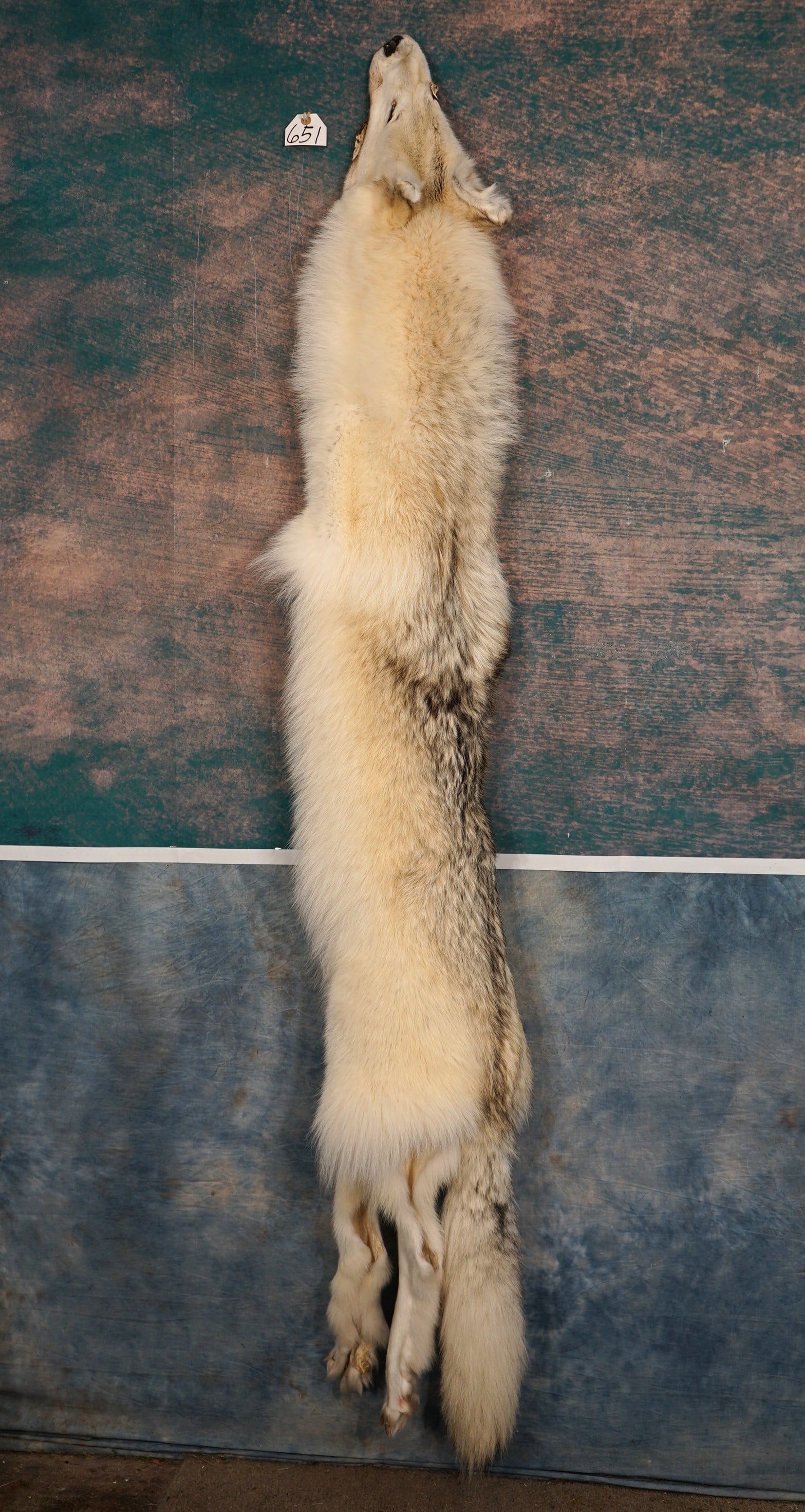 XXL Alpha Male Timber Wolf Soft Full Tanned Skin Taxidermy (1 of 3)