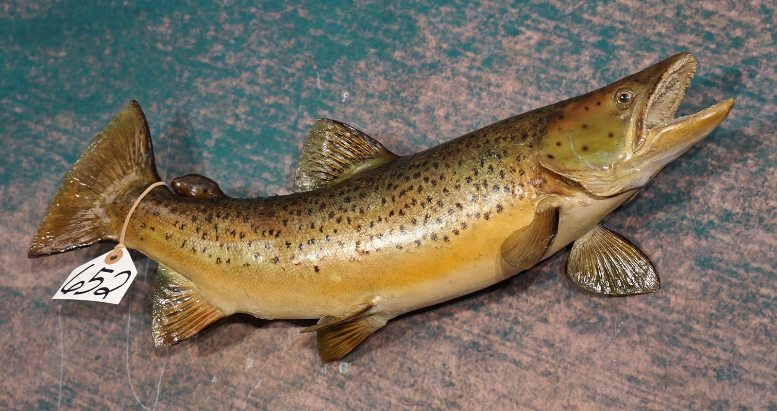 21" Real Skin Brown Trout Taxidermy Fish Mount: This fish is clean and in excellent condition. The paint job is very nice and the Trout is lifelike. The quality of the taxidermy is excellent, and this mount grades a very good 9.