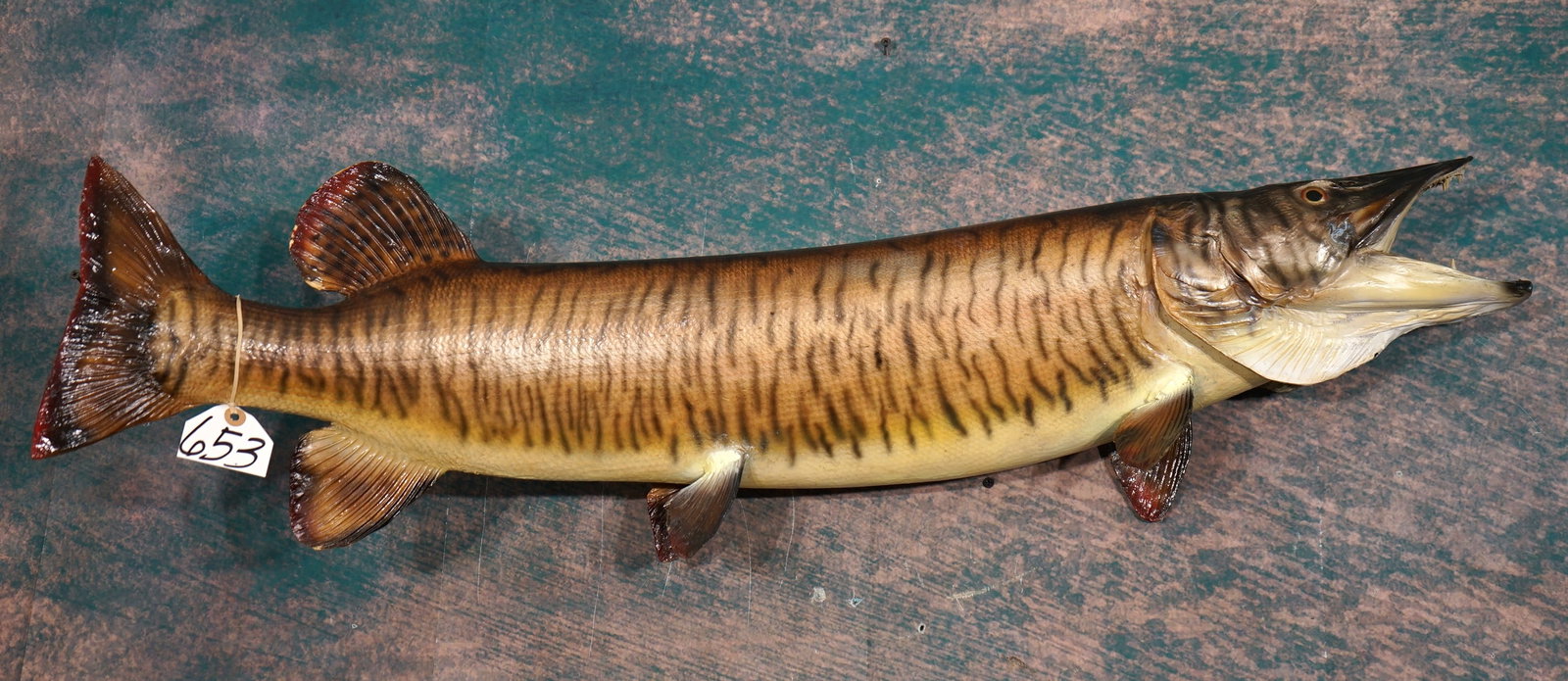 41" Real Skin Muskie Taxidermy Fish Mount (1 of 3)
