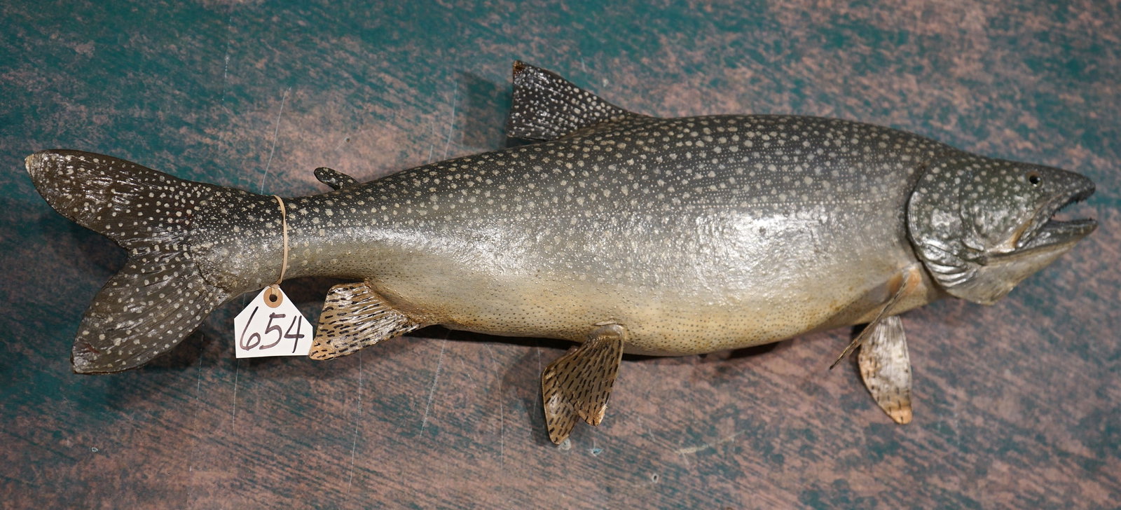 35" Real Skin Mackinaw Lake Trout Taxidermy Fish Mount: The fish is clean and in excellent condition. This is an older mount that's in good shape, and that was properly mounted. The taxidermy quality is excellent, and this Fish grades a high 9.35.
