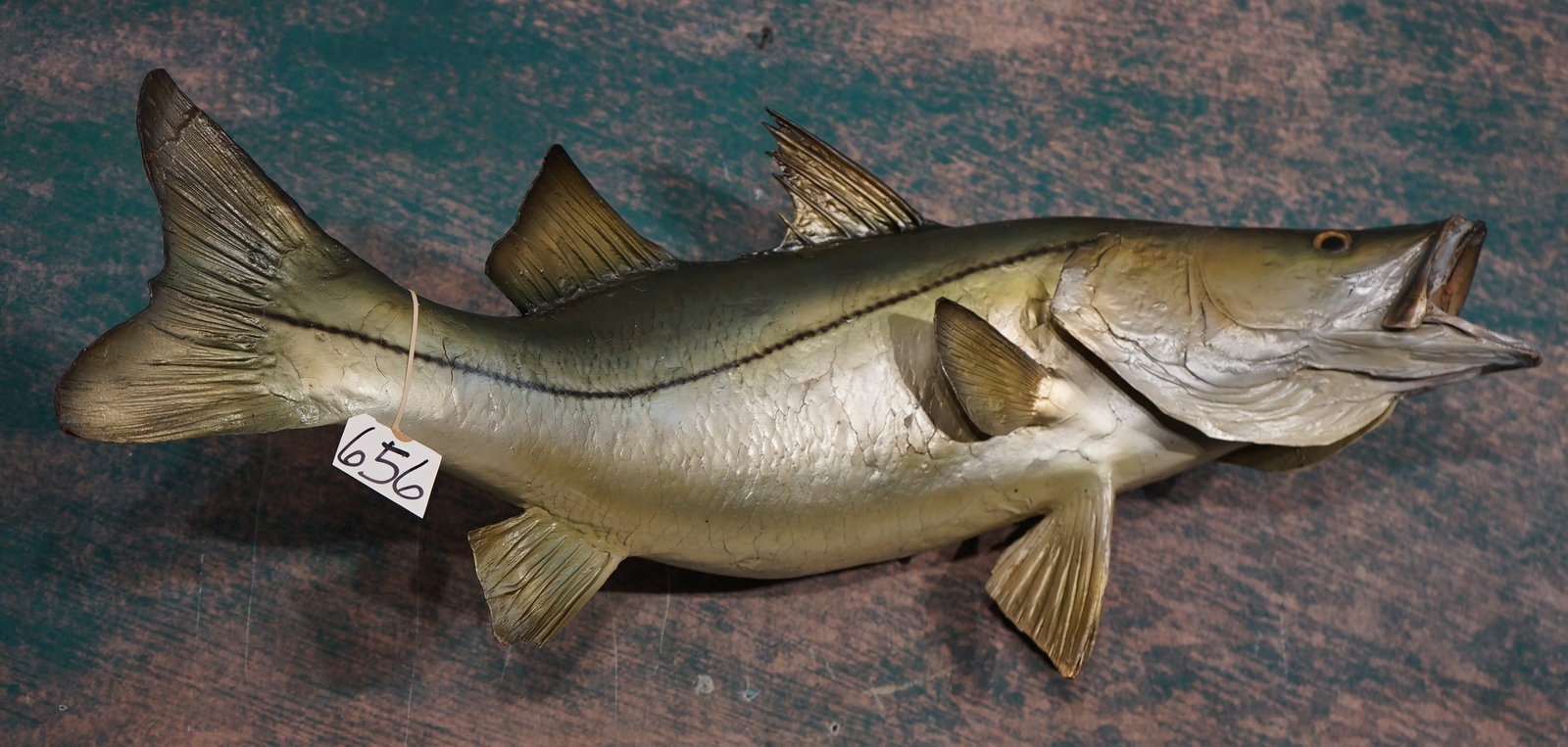 34" Real Skin Snook Taxidermy Fish Mount: This mount is clean, and in very good condition. This is difficult Fish to mount using the real skin. The taxidermy quality is very good, and the mount grades an 8.5.