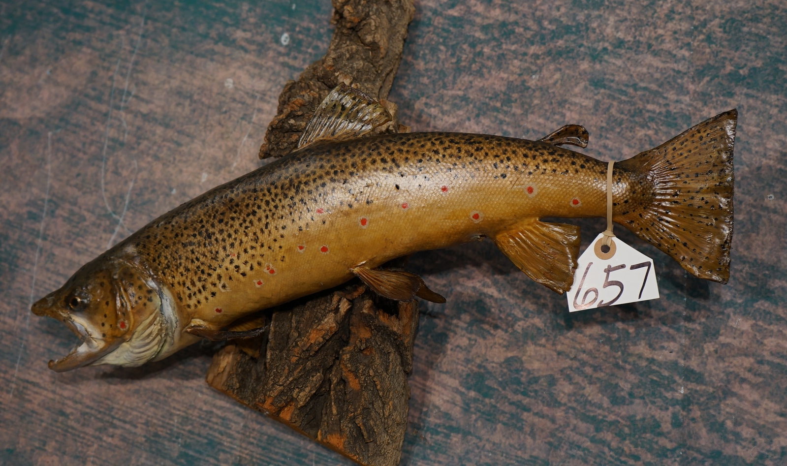 22 1/2" Real Skin Brown Trout Taxidermy Fish Mount: This mount is clean and in very good condition. This is an older mount that is in good shape, and is still fine looking. The quality of the taxidermy is very good, and this mount grades an 8.5.