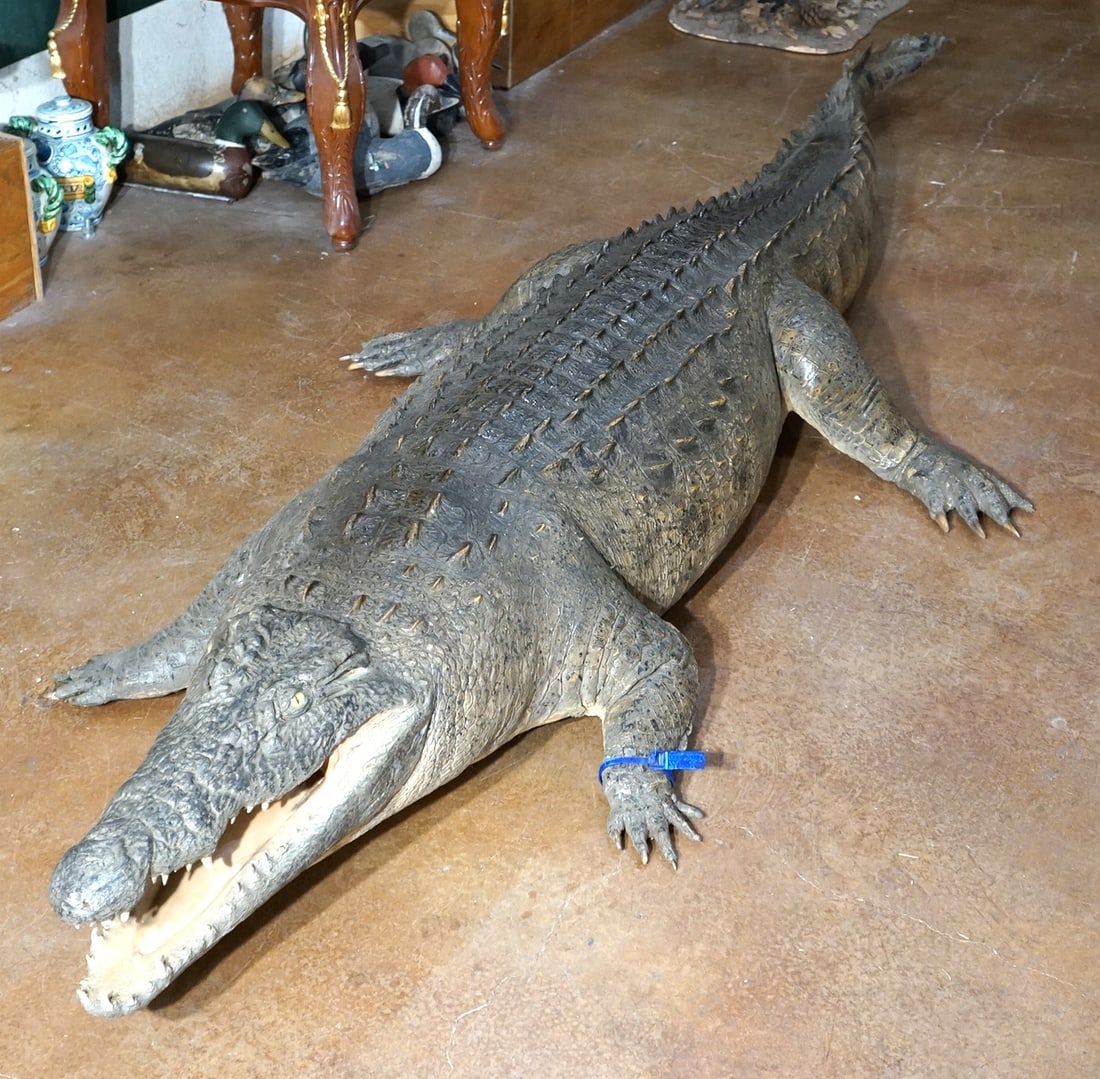 10ft. 6" African Crocodile Full Body Taxidermy Mount **U.S. RESIDENTS ONLY!**: This mount is very lifelike, clean, and in excellent condition. The detail is excellent and the mount is fairly lightweight. The taxidermy quality is excellent, and this mount grades a very high 9.85.