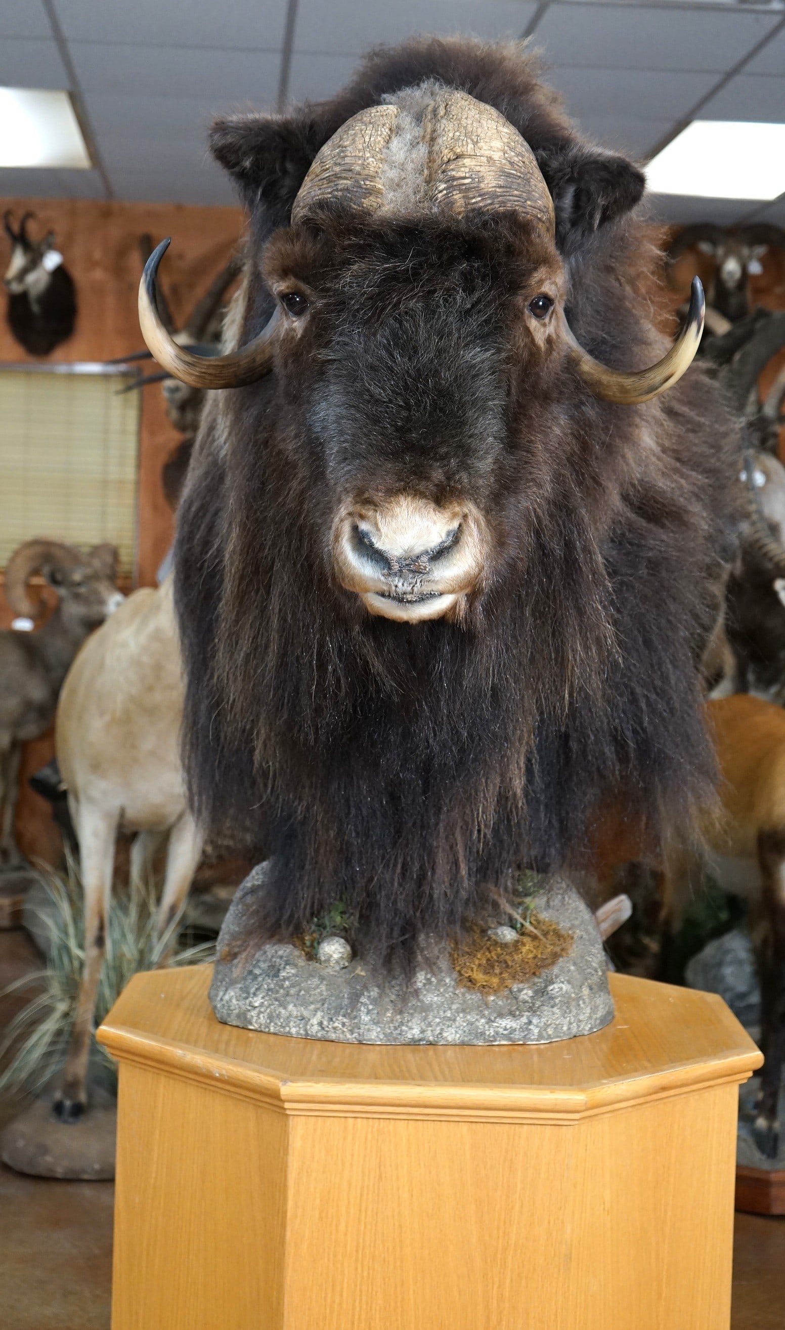 Barren Ground Muskox Shoulder Pedestal Taxidermy Mount