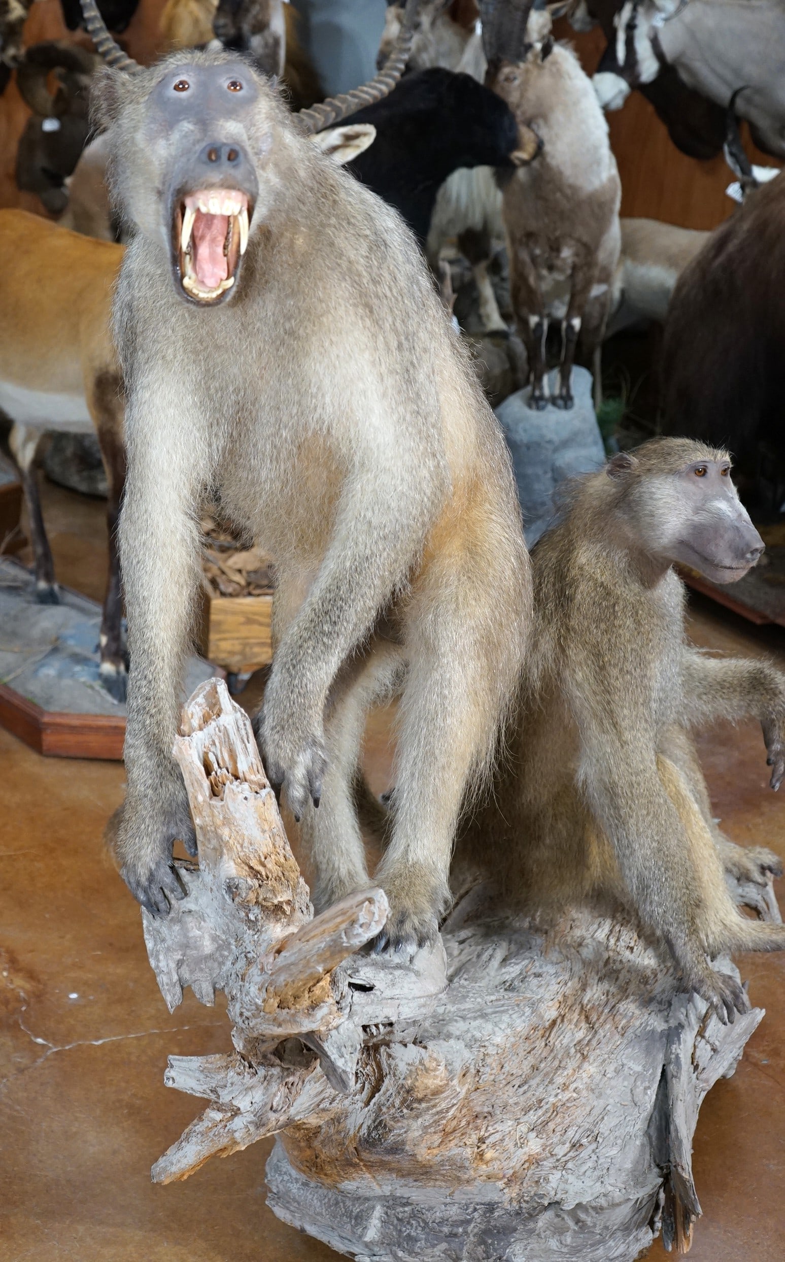 Pair of African Chacma Baboons Full Body Taxidermy Mounts: These mounts are very lifelike, clean, and in mint-like condition. The mounts are lifelike natural poses, with great detail, and excellent expression. The quality of the taxidermy is outstanding, and 