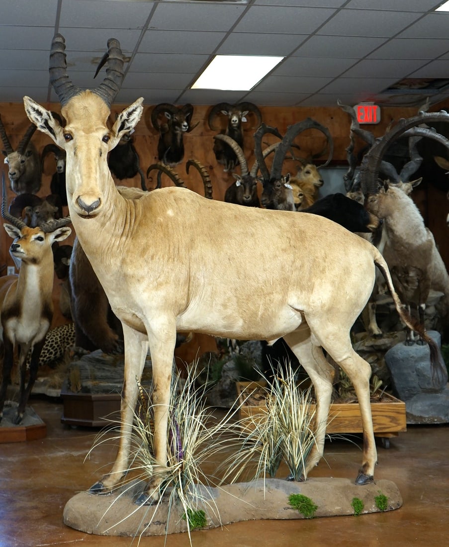 African Lelwel Hartebeest Taxidermy Full Body Taxidermy Mount in Habitat: This mount is clean and in excellent condition. This mount shows excellent detail and great expression, and the taxidermy quality is excellent, and it grades a high 9.25.