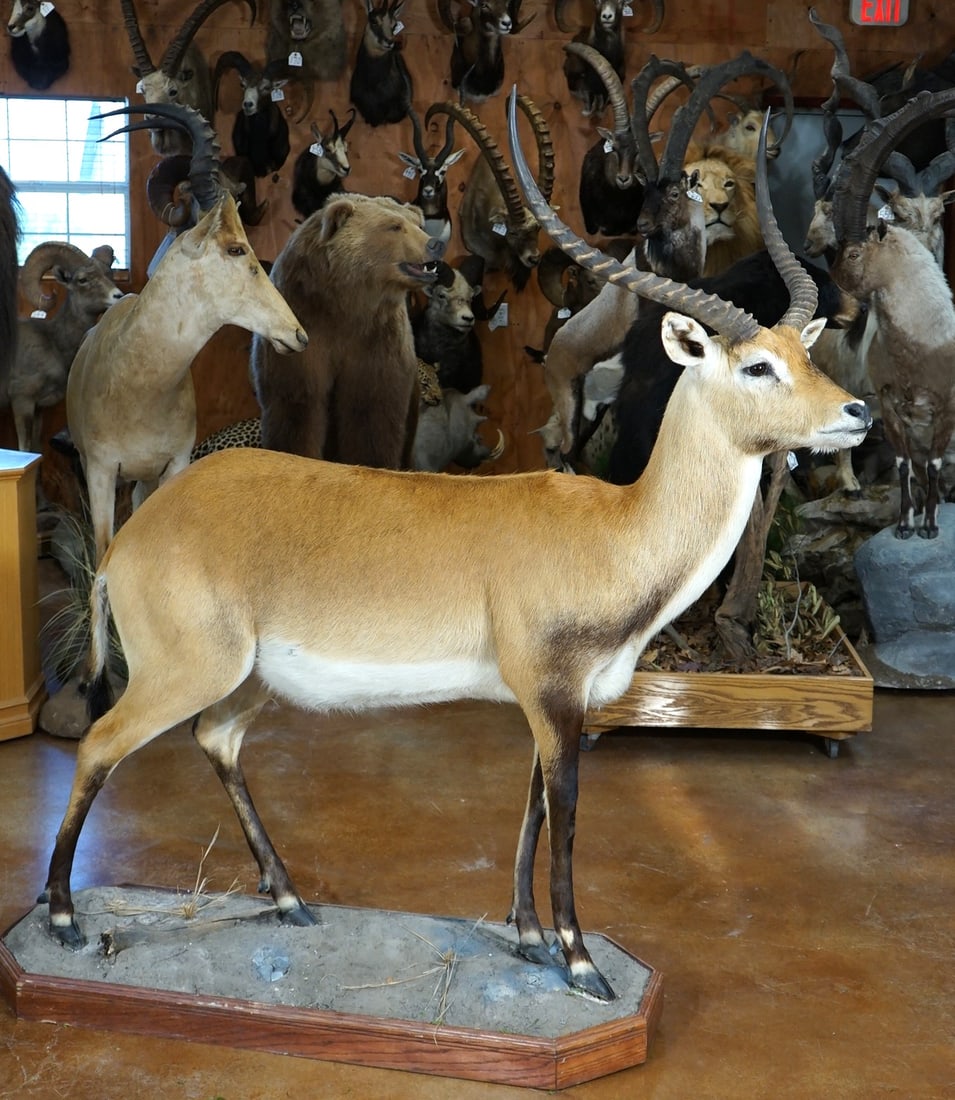 African Kafue Flats Lechwe Swamp Antelope Full Body Taxidermy Mount: This mount is clean in excellent condition. The Lechwe has good alert expression and has excellent quality taxidermy, and it grades 9.25.