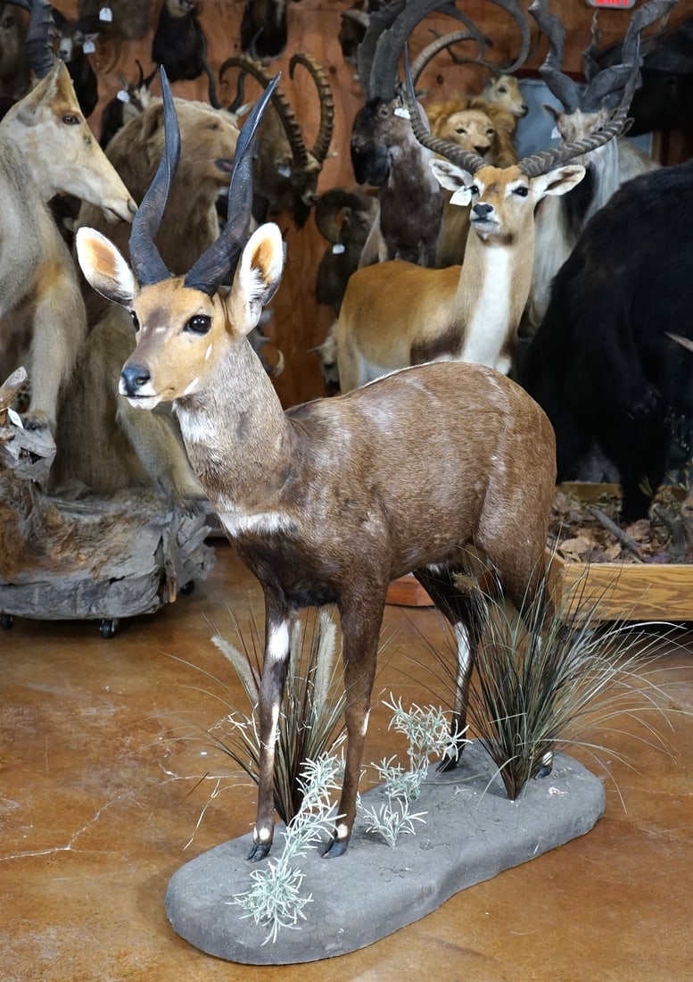 East African Masai Bushbuck Full Body Taxidermy Mount: This mount is very lifelike, clean, and in excellent condition. This is a Record Book Bushbuck. The mount has a natural pose, with good detail, and expression. This mount has excellent taxidermy quali