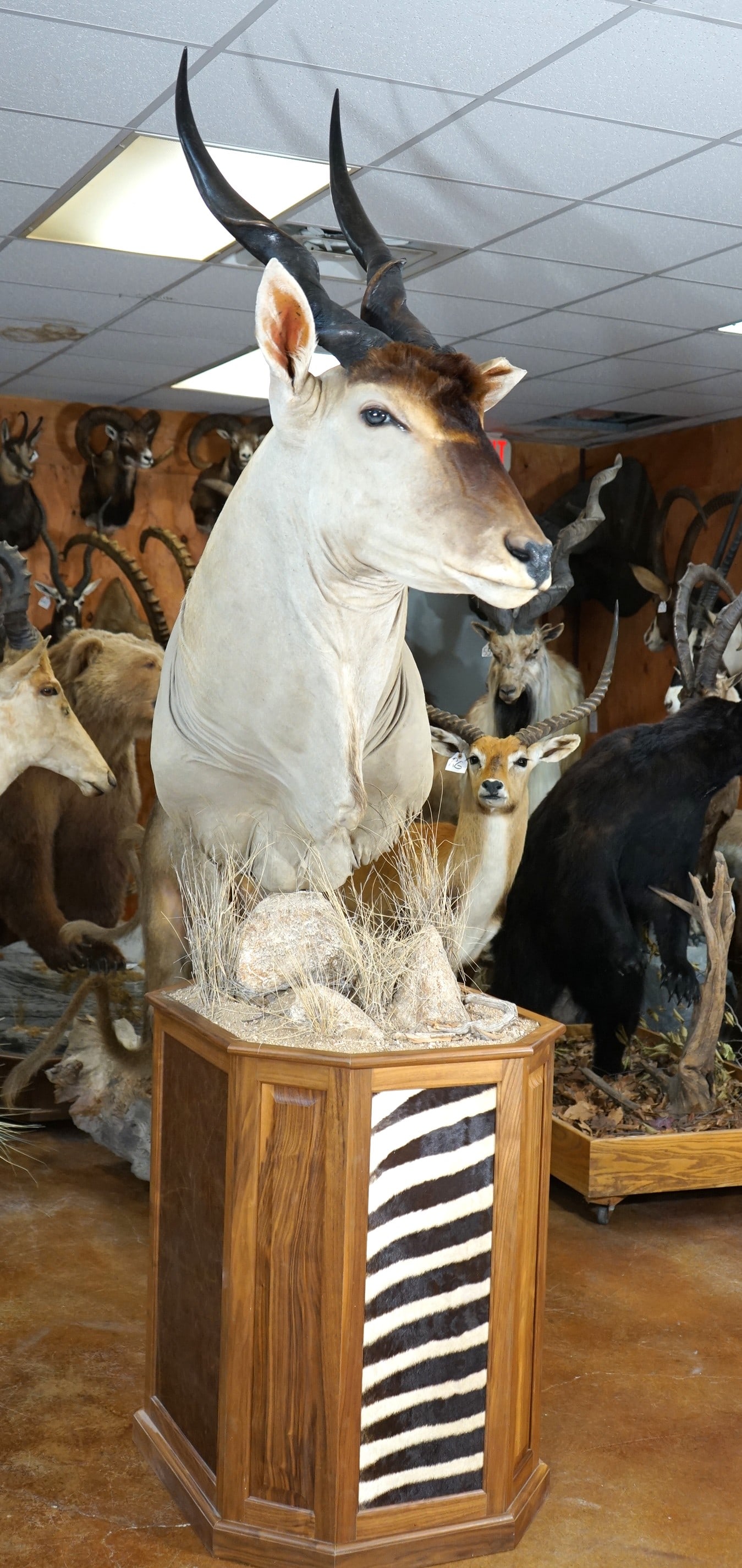 African Livingstone Eland Shoulder Floor Pedestal Taxidermy Mount: This mount is very lifelike, clean, and in excellent condition. The pedestal base is very attractive. The quality of the taxidermy mount is excellent, and this mount grades a 9.75.