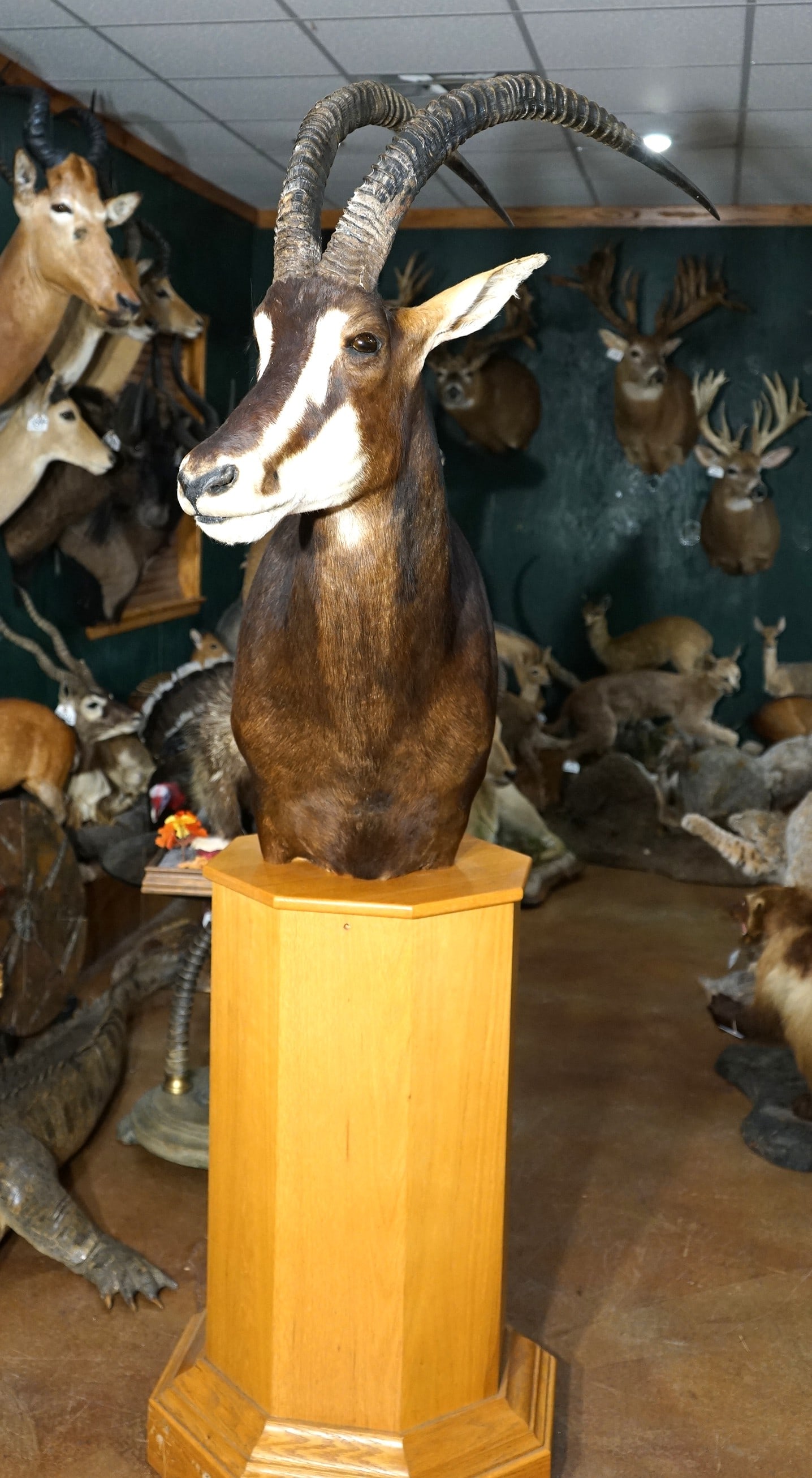 African Sable Antelope Shoulder Floor Pedestal Taxidermy Mount: This mount is clean, lifelike, and in excellent condition. This is a mature Bull Sable. The mount has excellent detail. The taxidermy quality is very good, and this mount grades a 9.75.