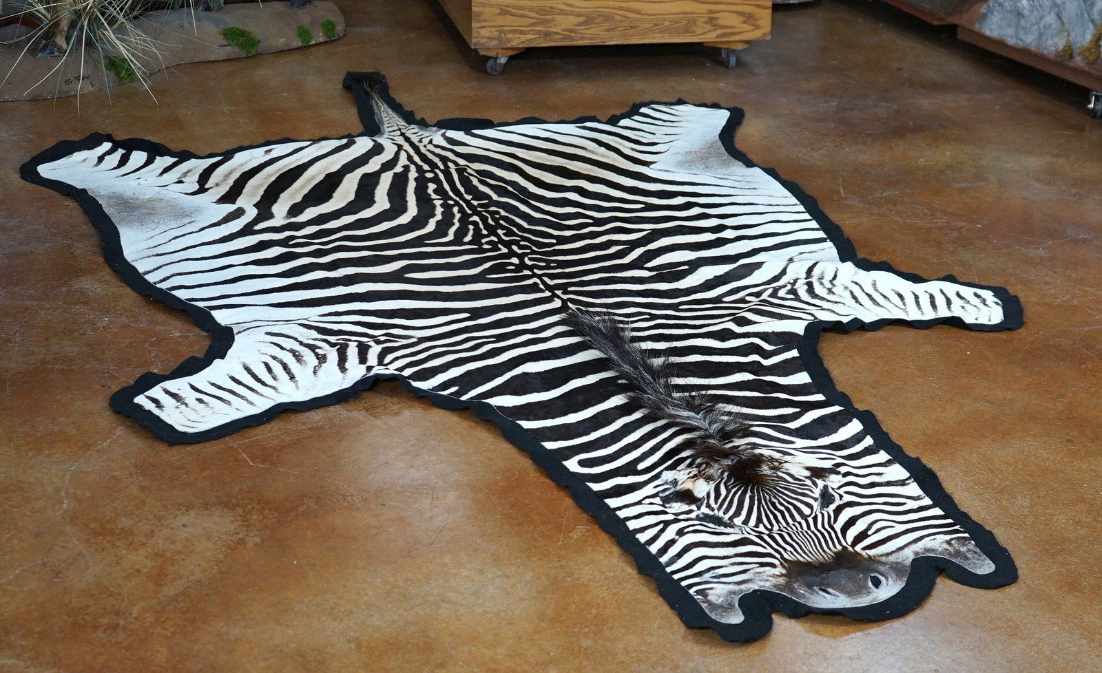 African Zebra Rug Taxidermy Mount (1 of 5)