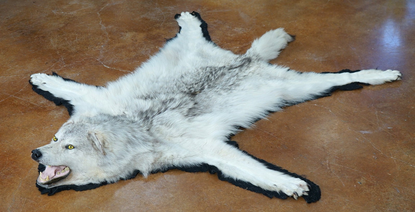 Timber Wolf Rug Taxidermy Mount: From the tip of the nose, to the tip of the tail measures 5 feet and 8" inches long. From front paw over to the other front paw, measures 4 feet and 10" wide. The taxidermy quality is excellent, and t