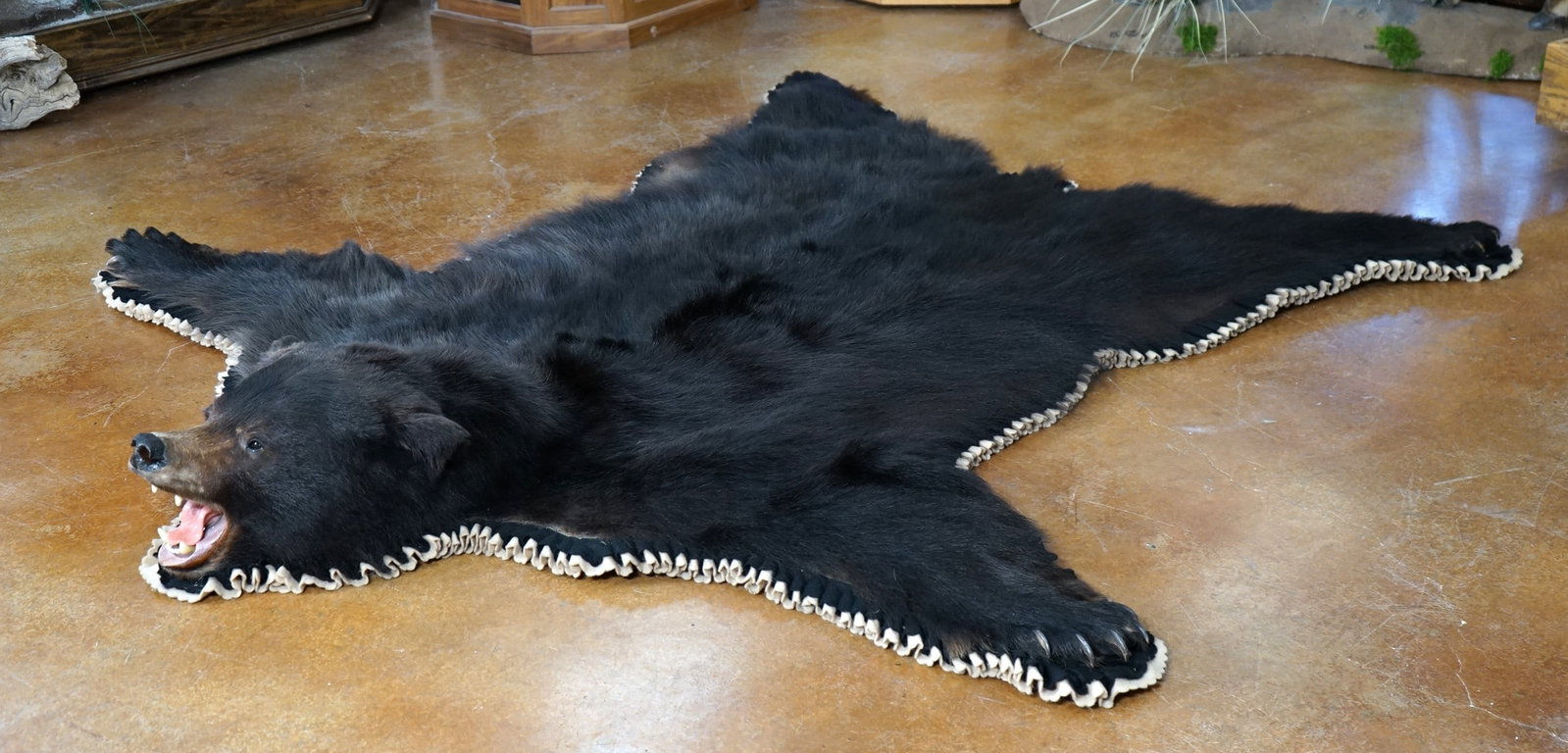 Double Felted & Padded Quality Black Bear Taxidermy Rug Mount: This rug is clean, and in excellent condition. From the nose to a straight drawn between the edge of the back feet measures 7 feet and 1" long. From the front Paw across to the other front Paw measure