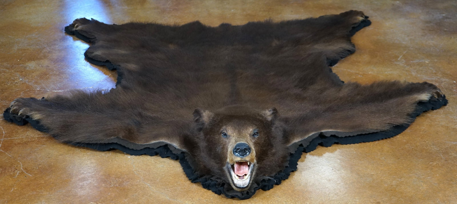 Beautiful Double Felted & Padded Cinnamon colored Black Bear Rug Taxidermy Mount (1 of 7)