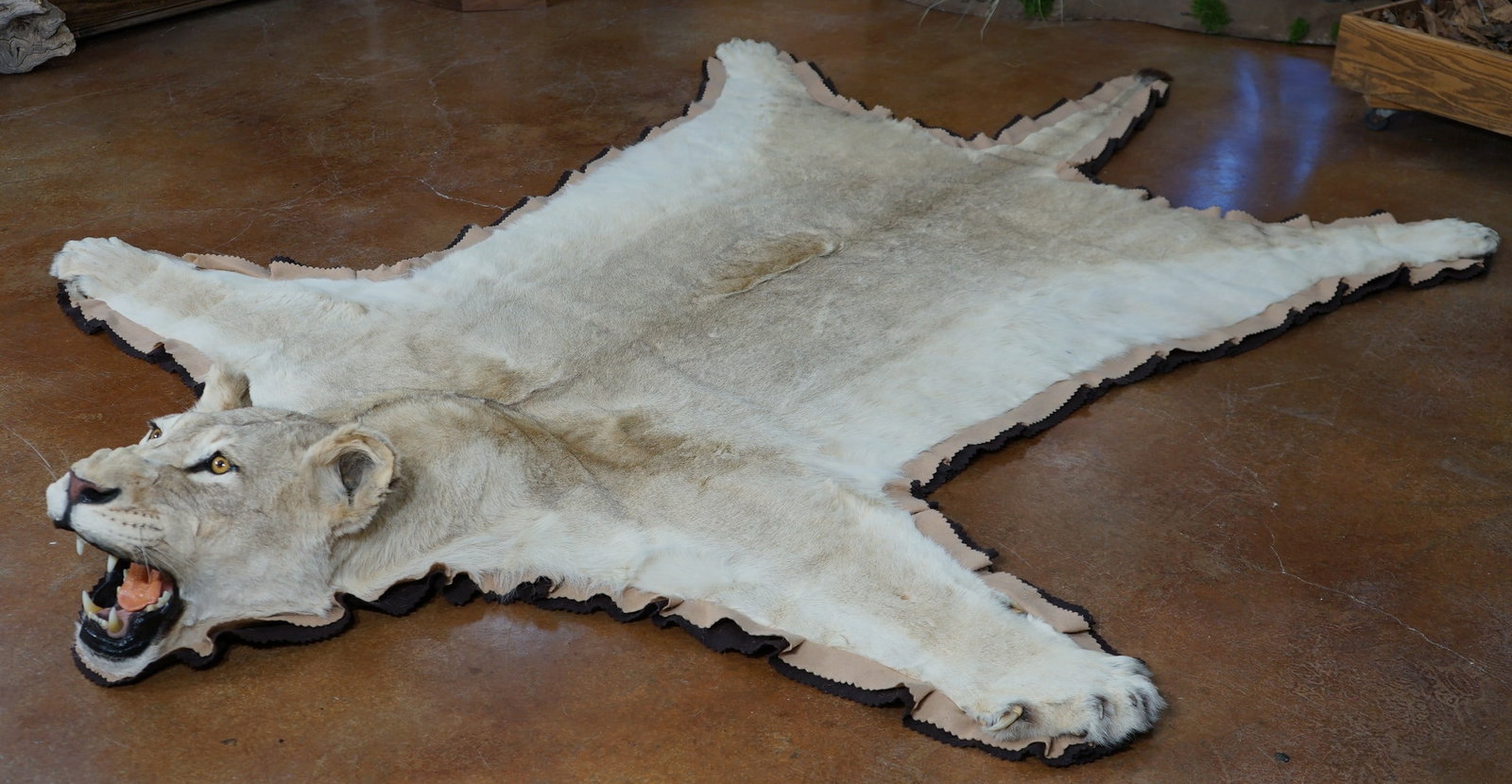 African Lioness Double Felted & Padded Quality Taxidermy Rug Mount **TEXAS RESIDENTS ONLY**: This Rug is clean and in mint-like condition. All the claws are present. From the tip of the nose to the tip of the tail, measures 9 feet and 10" long. From the front paw across to the other front paw