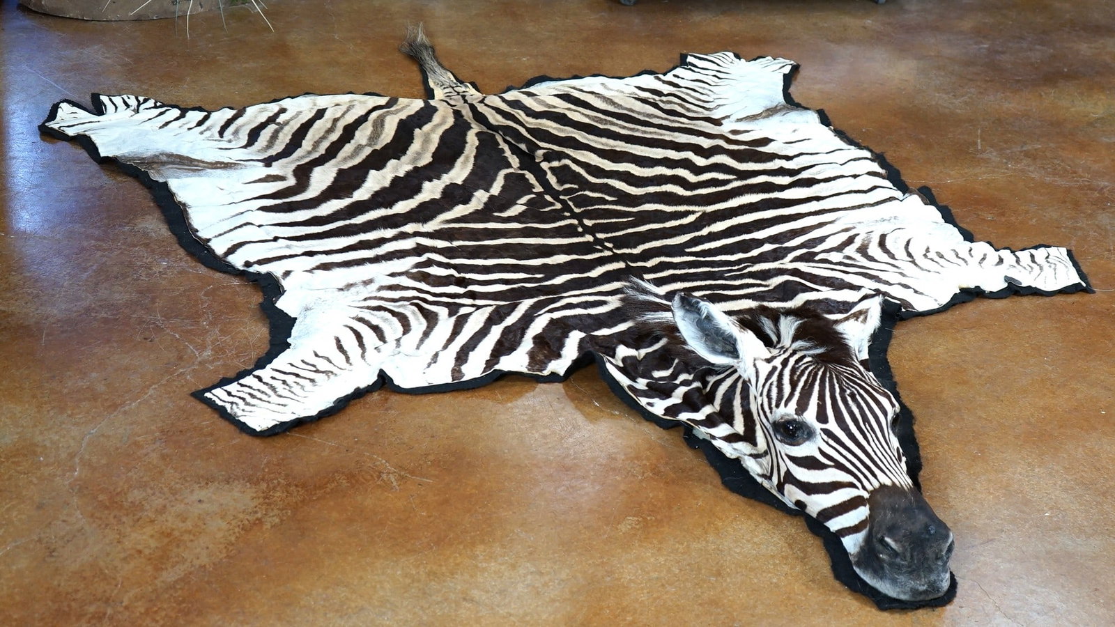 African Zebra Rug with Head Mounted Taxidermy Rug Mount: This rug is clean and it is in very good condition. From the tip of the nose to the tip of the tail, measures 8 feet and 10" long. This Rug is 5 feet and 9" wide at the widest point. The taxidermy and