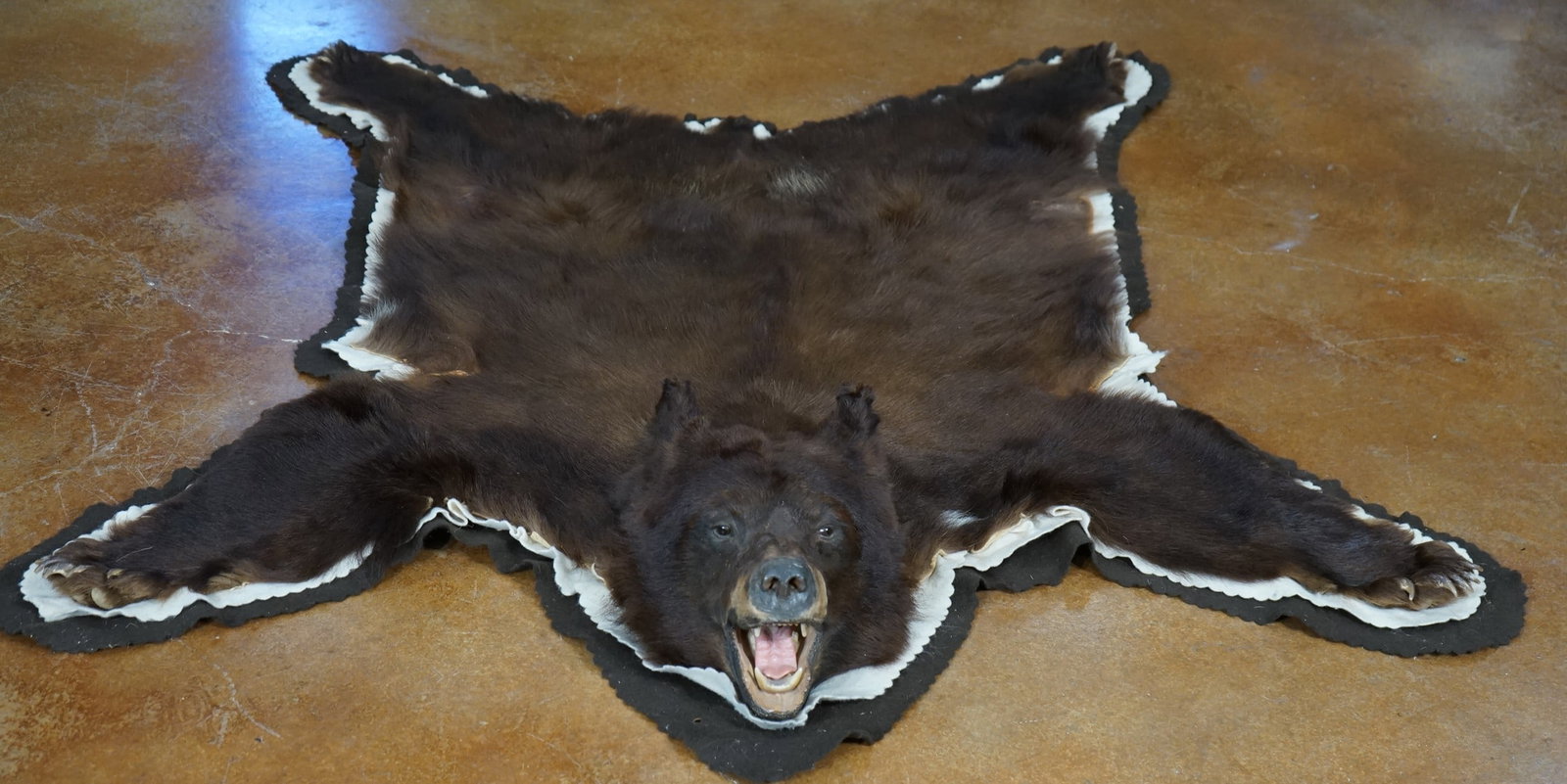 Cinnamon colored Black Bear Taxidermy Rug Mount