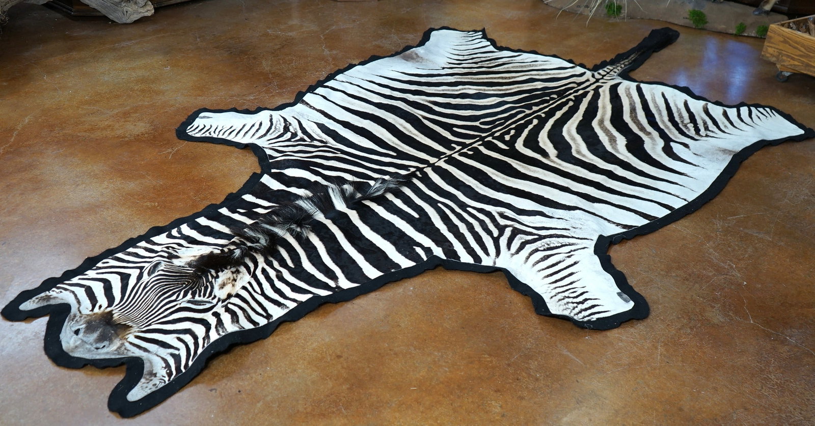 African Zebra Rug Taxidermy Mount (1 of 5)