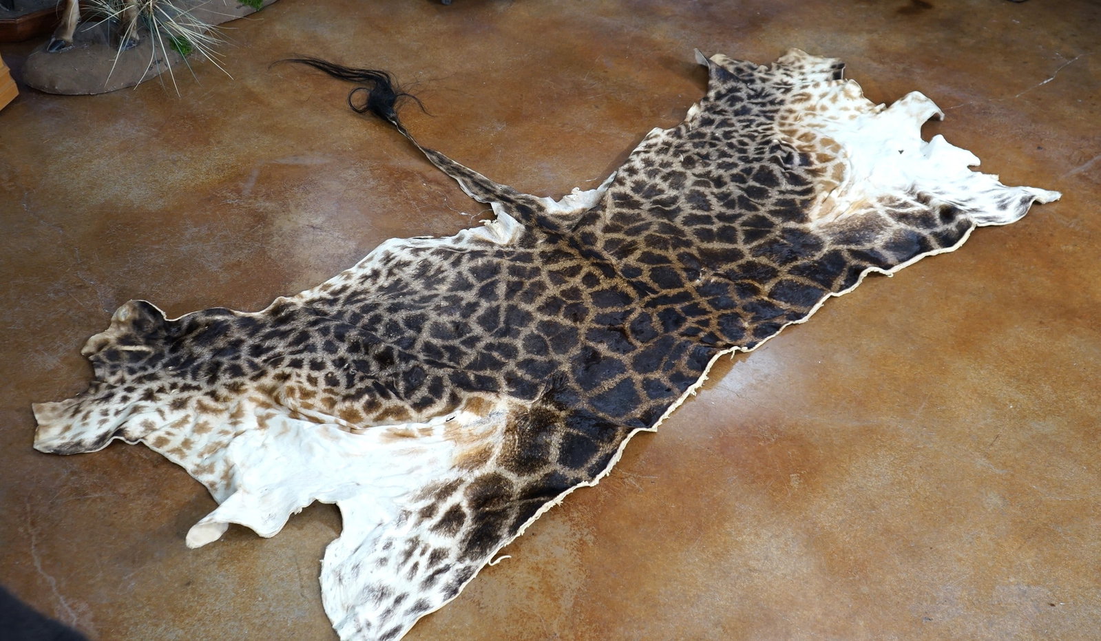 Soft Tanned Half Giraffe Backskin Taxidermy