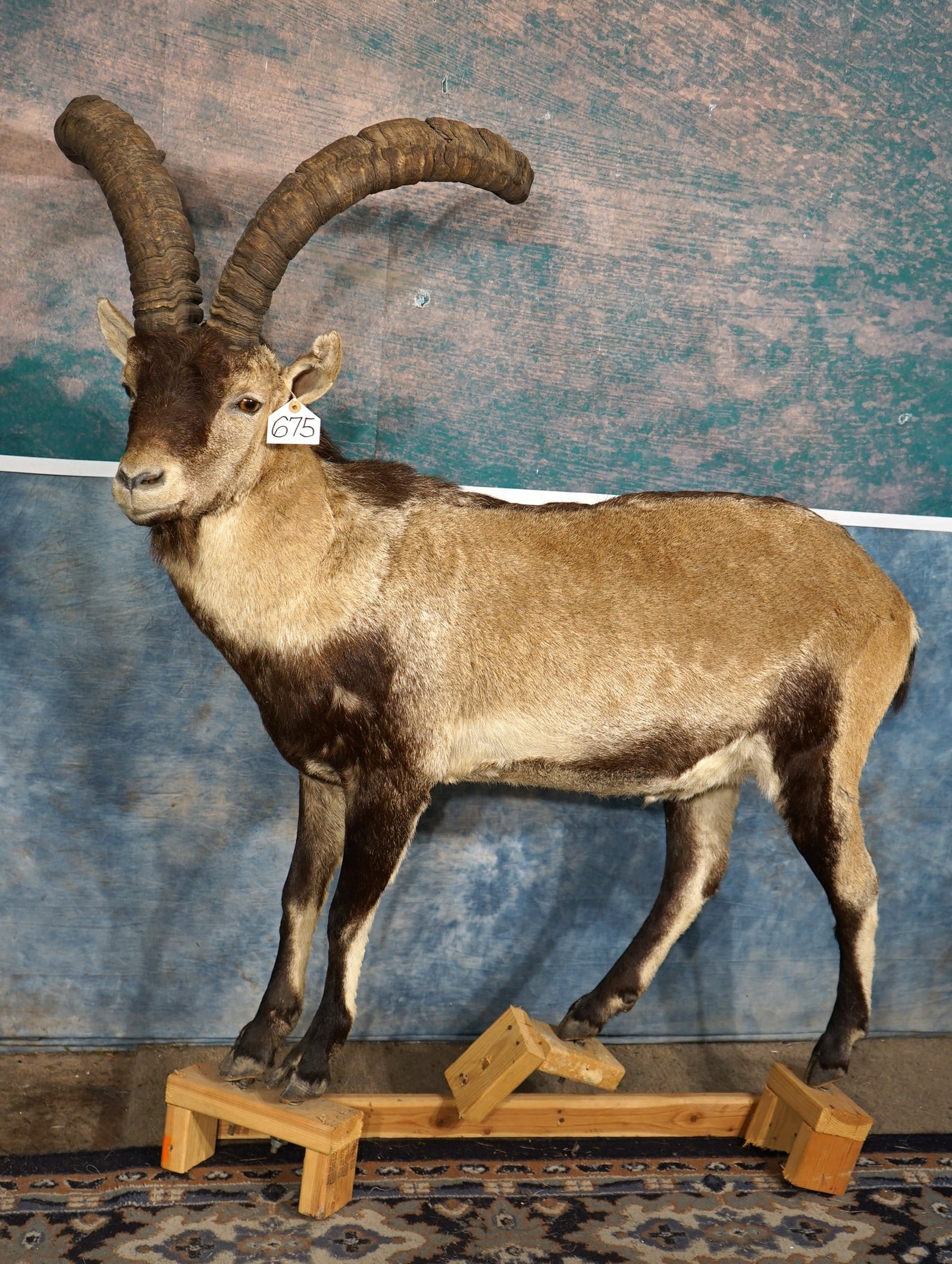 Gredos Ibex Full Body Taxidermy Mount: This mount has no base. It is lifelike, clean, and in mint-like condition. The Ibex is a good size male mature male with good size horns. The mount has good expression and detail. The quality of the t