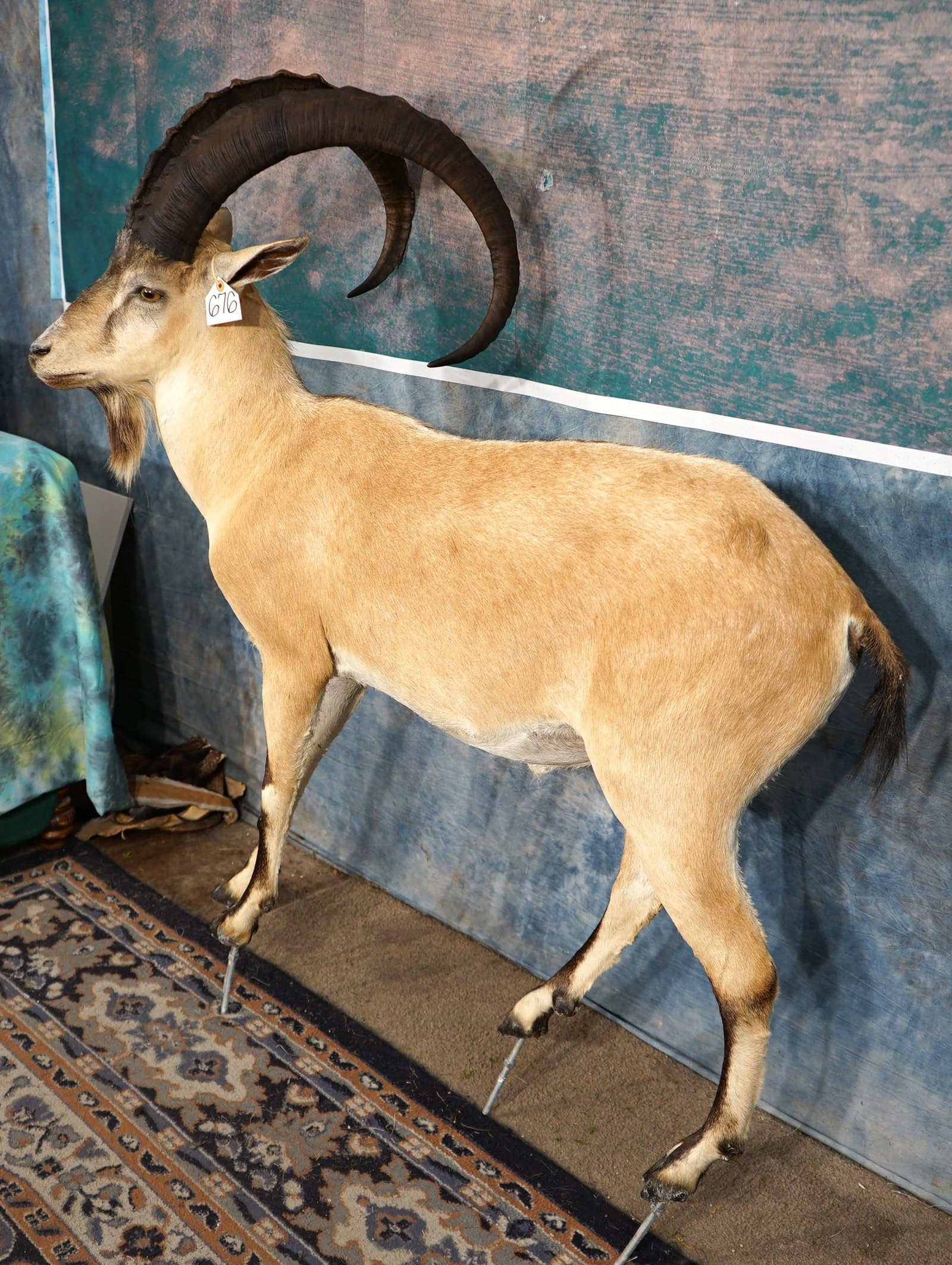 Beautiful Sindh Ibex Full Body Taxidermy Mount **TEXAS RESIDENTS ONLY!**: The Sindh Ibex is from Pakistan. This mount is new, very lifelike, clean, and in mint condition. The mount lacks a base. This is a tough mount to come by because of where it comes from. The mount has 