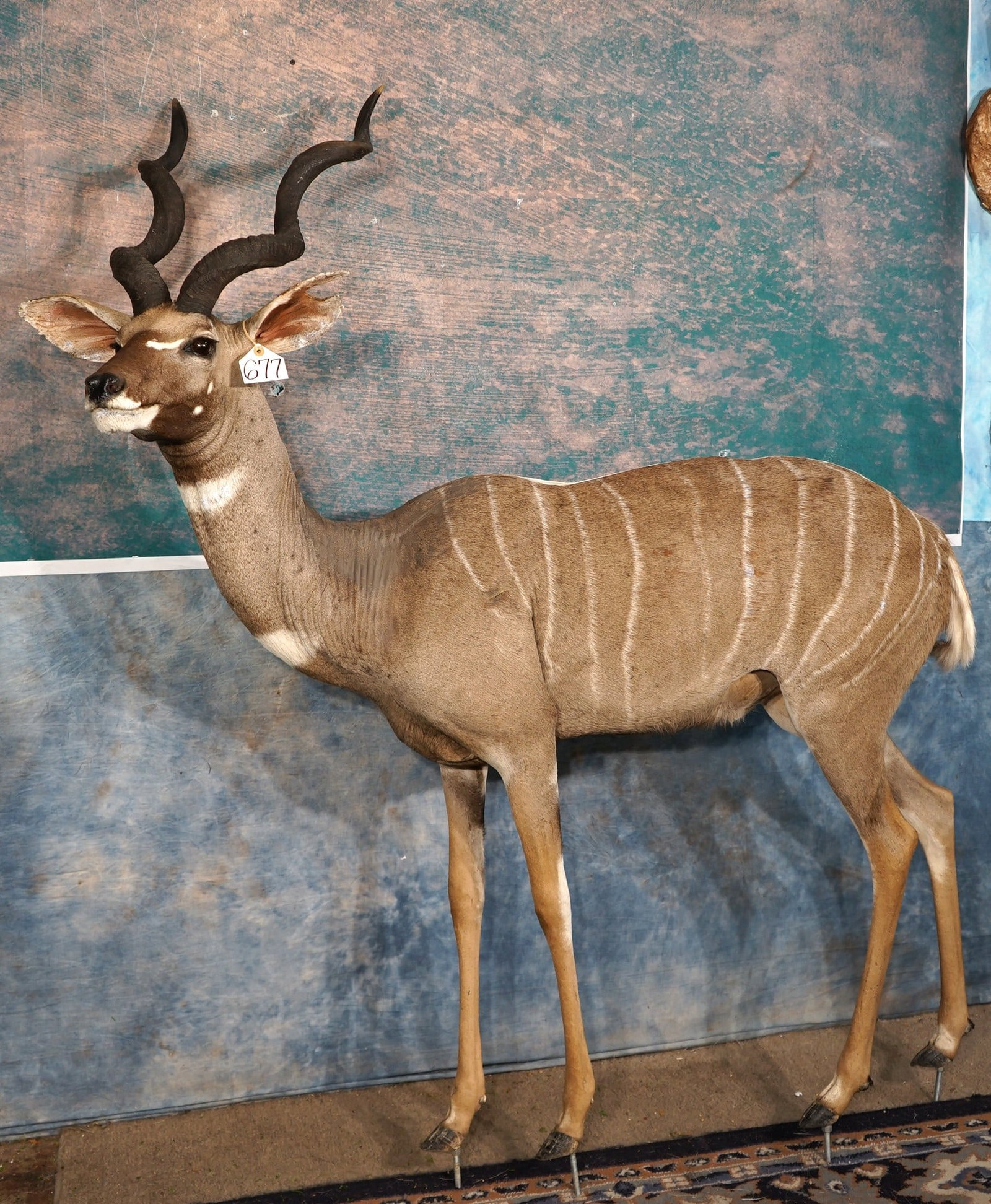 East African Lesser Kudu Full Body Taxidermy Mount