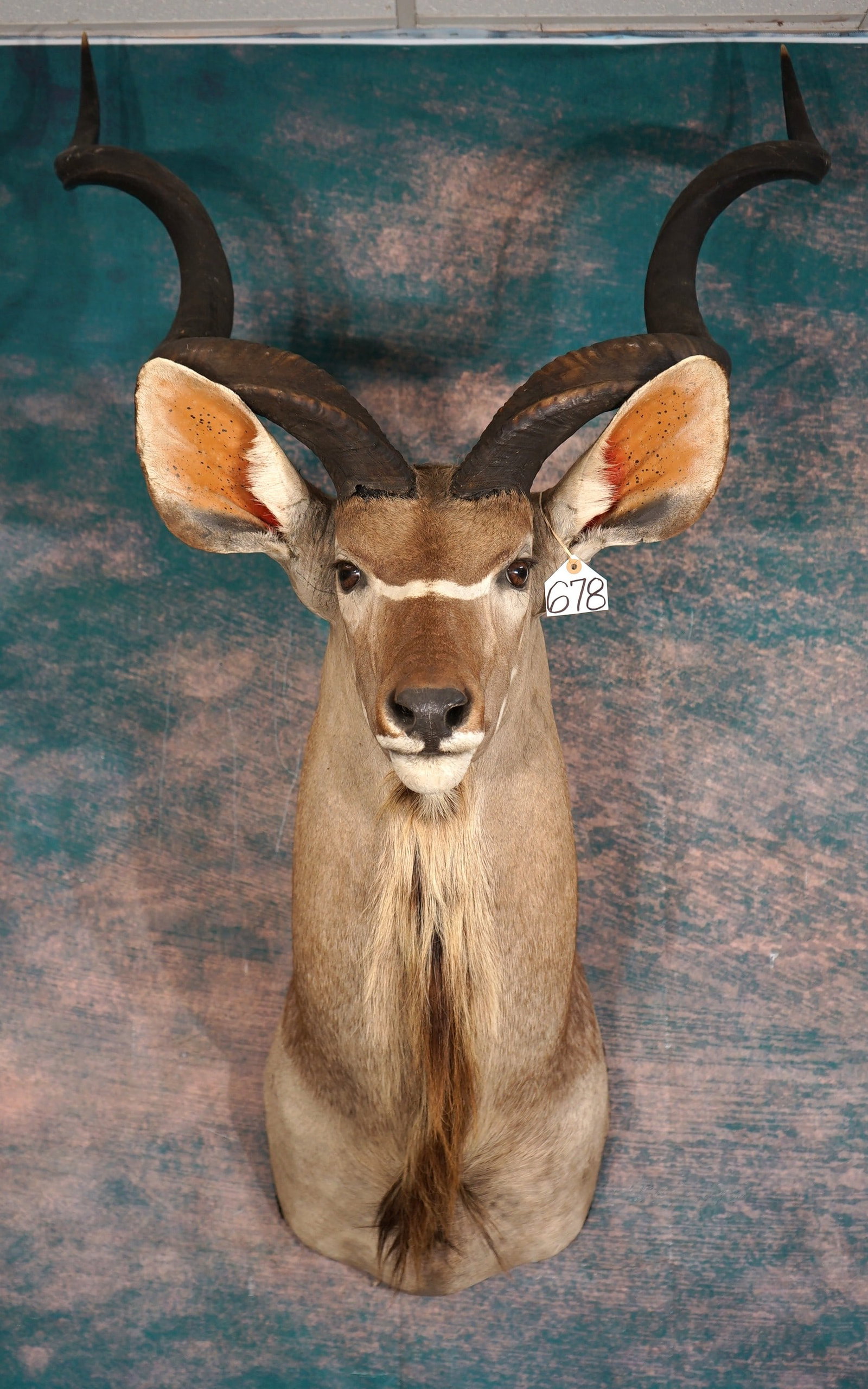 African Greater Kudu Shoulder Taxidermy Mount (1 of 3)