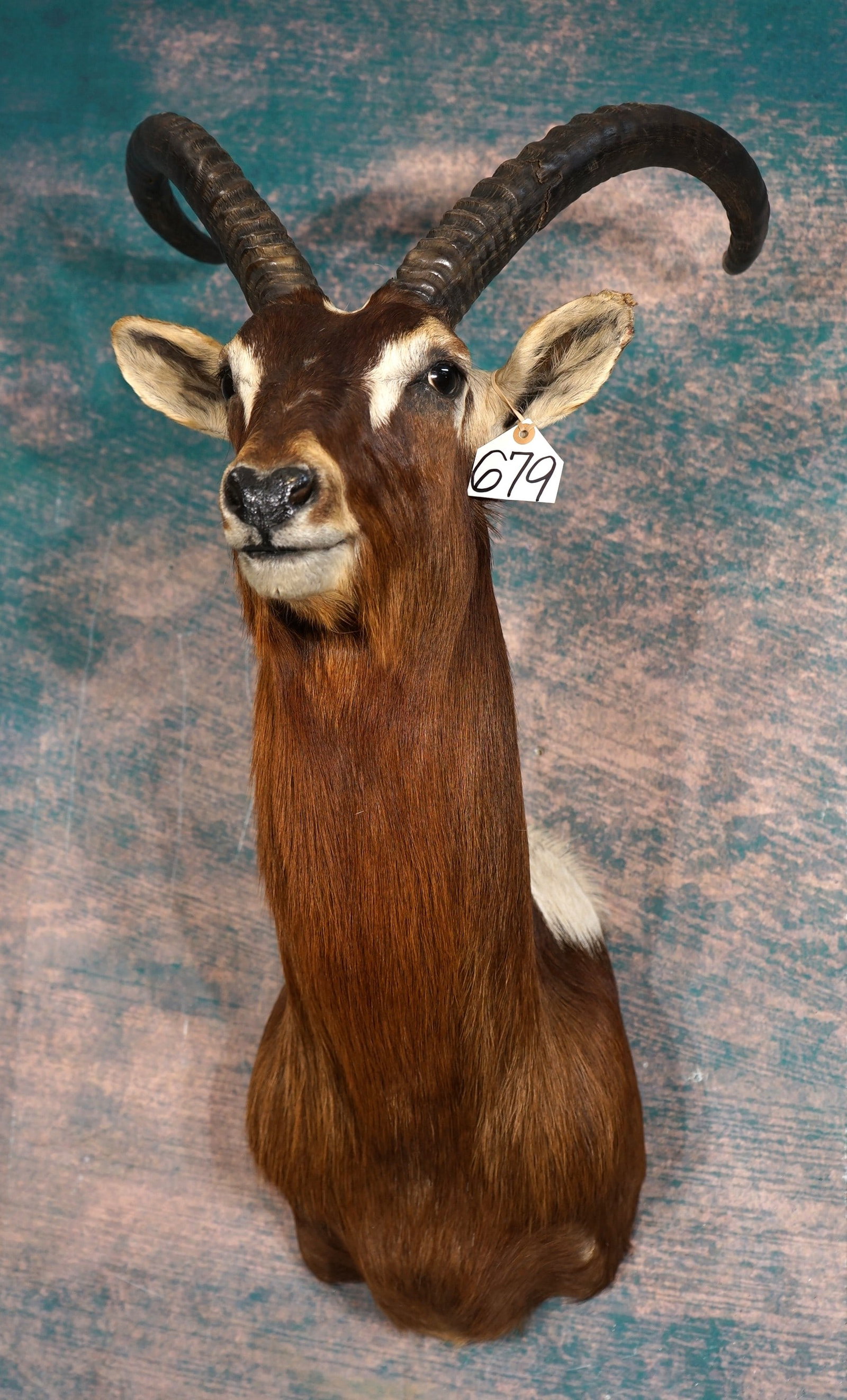African Nile Lechwe Shoulder Swamp Antelope Taxidermy Mount: This mount is very lifelike, clean, and in excellent condition. The horns are Record Class! The cape on this Bull is very pretty, and the mount has good lifelike expression. The quality of the taxider