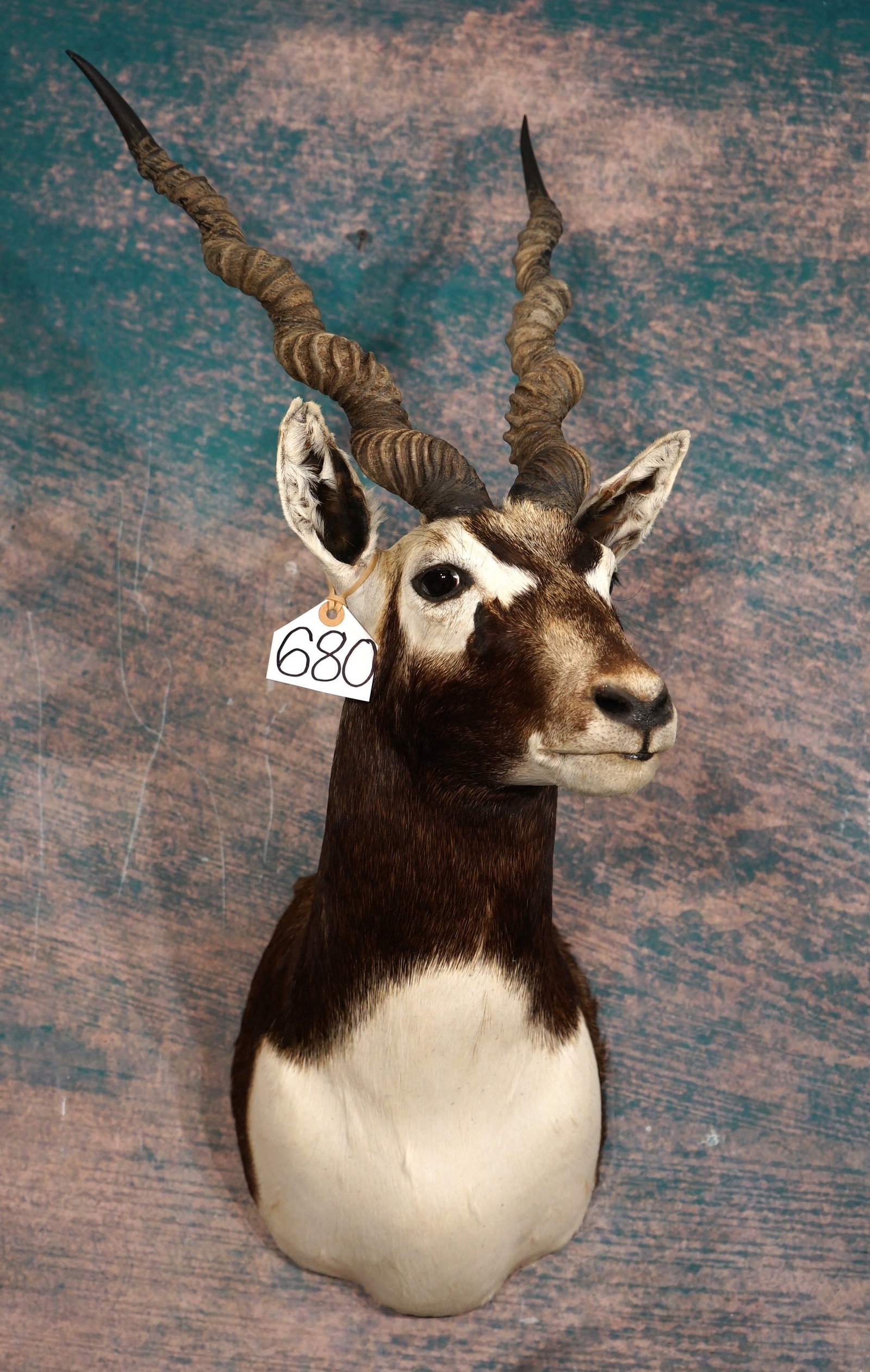 Beautiful Blackbuck Antelope Shoulder Taxidermy Mount: This is a clean mount that is in excellent condition. This mount has good size horns, and lifelike expression. It has a natural pose, with excellent quality taxidermy. This mount grades a high 9.25.