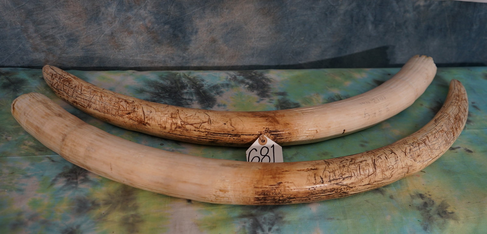 Legal Pre-ban Pair of African Elephant Tusk Taxidermy **TEXAS RESIDENTS ONLY!** (1 of 3)