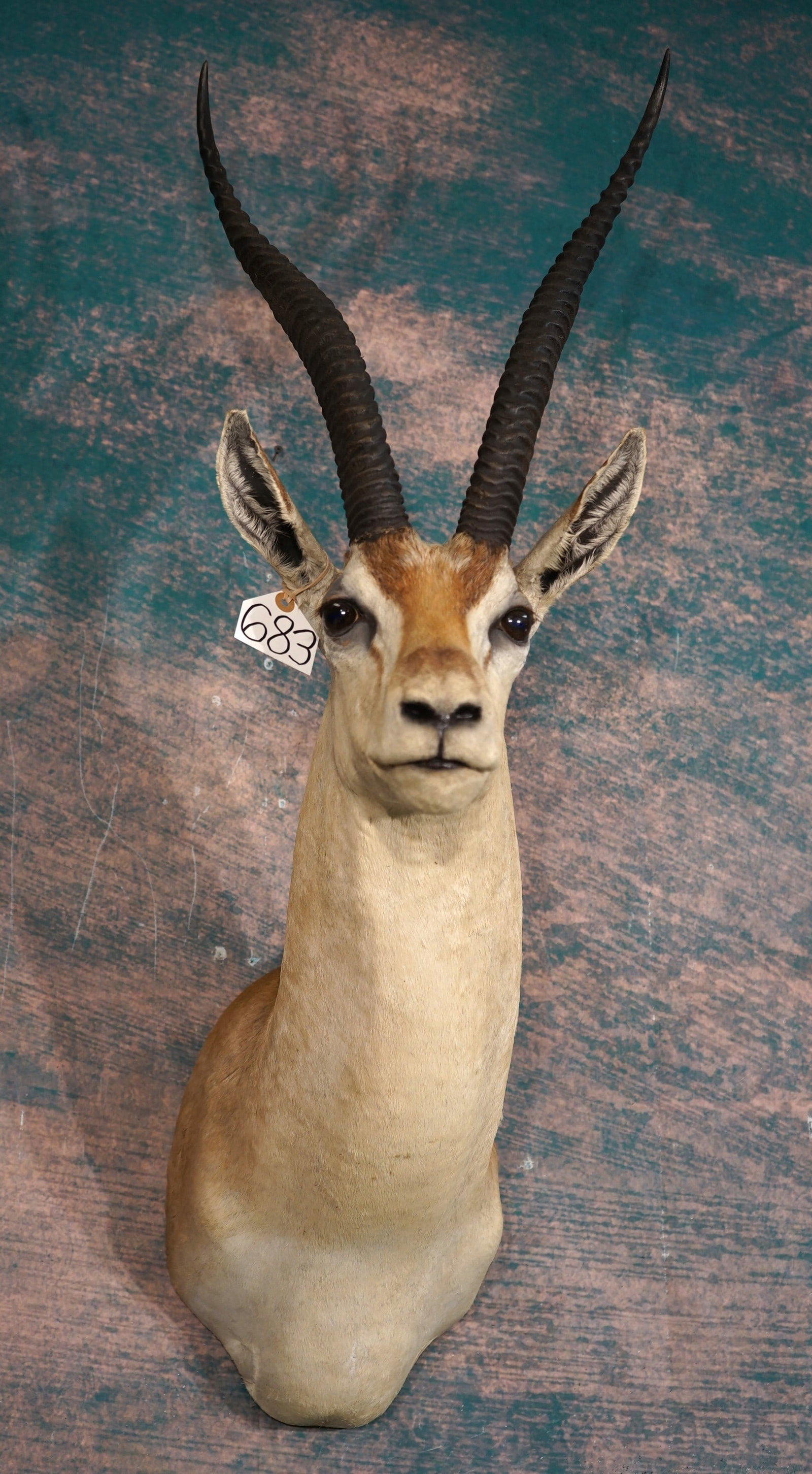East African Grants Gazelle Shoulder Taxidermy Mount: This mount is very lifelike, clean, and in excellent condition. The Grants has an alert expression that is natural for this pose. The quality of the taxidermy is excellent, and this mount grades a ver