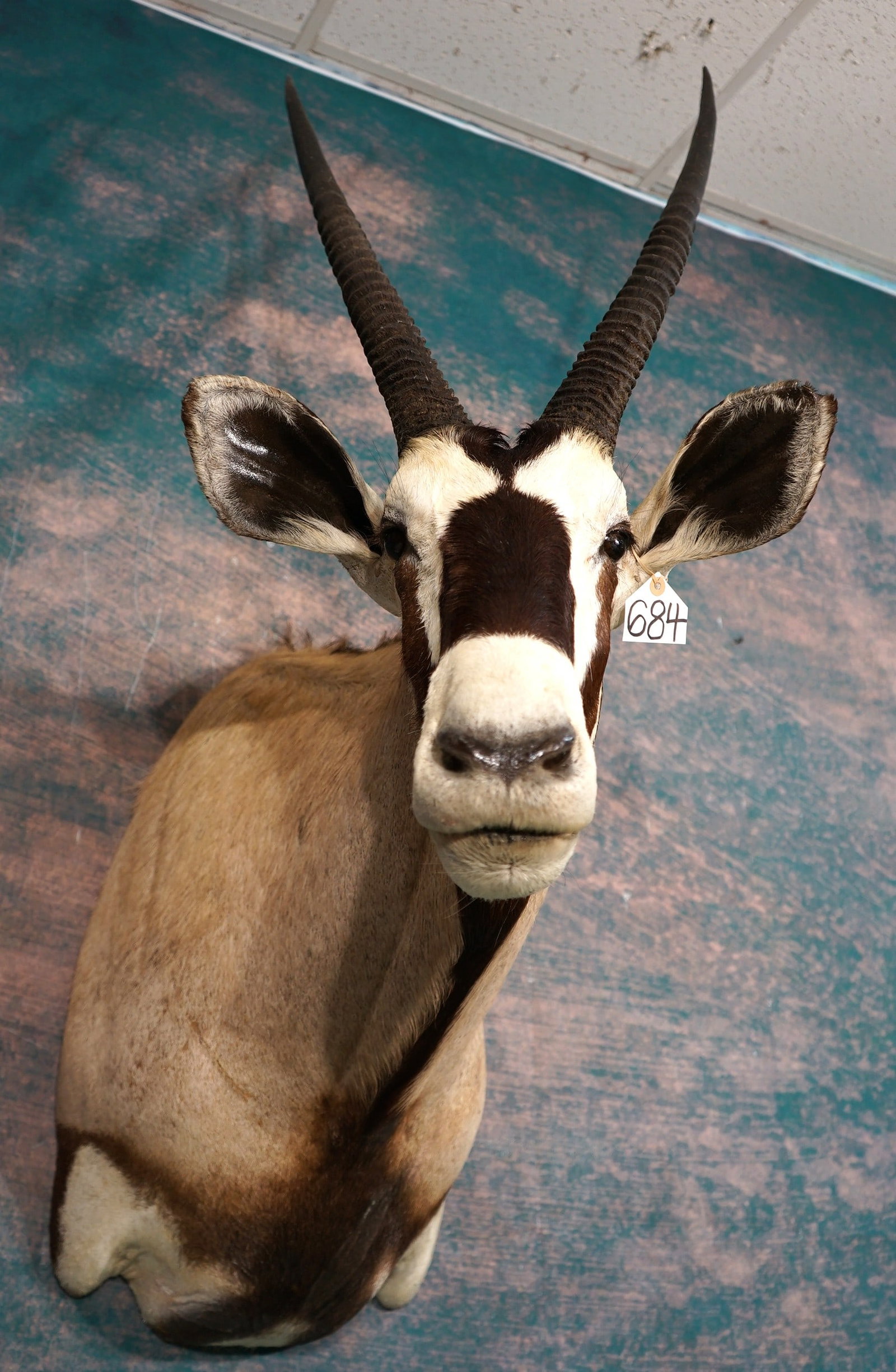 Kalahari Gemsbuck Antelope Shoulder Taxidermy Mount: This mount has excellent detail and posture. The mount is clean and in excellent condition. The Gemsbuck has fine expression along with excellent taxidermy quality. This mount grades a well deserved 9
