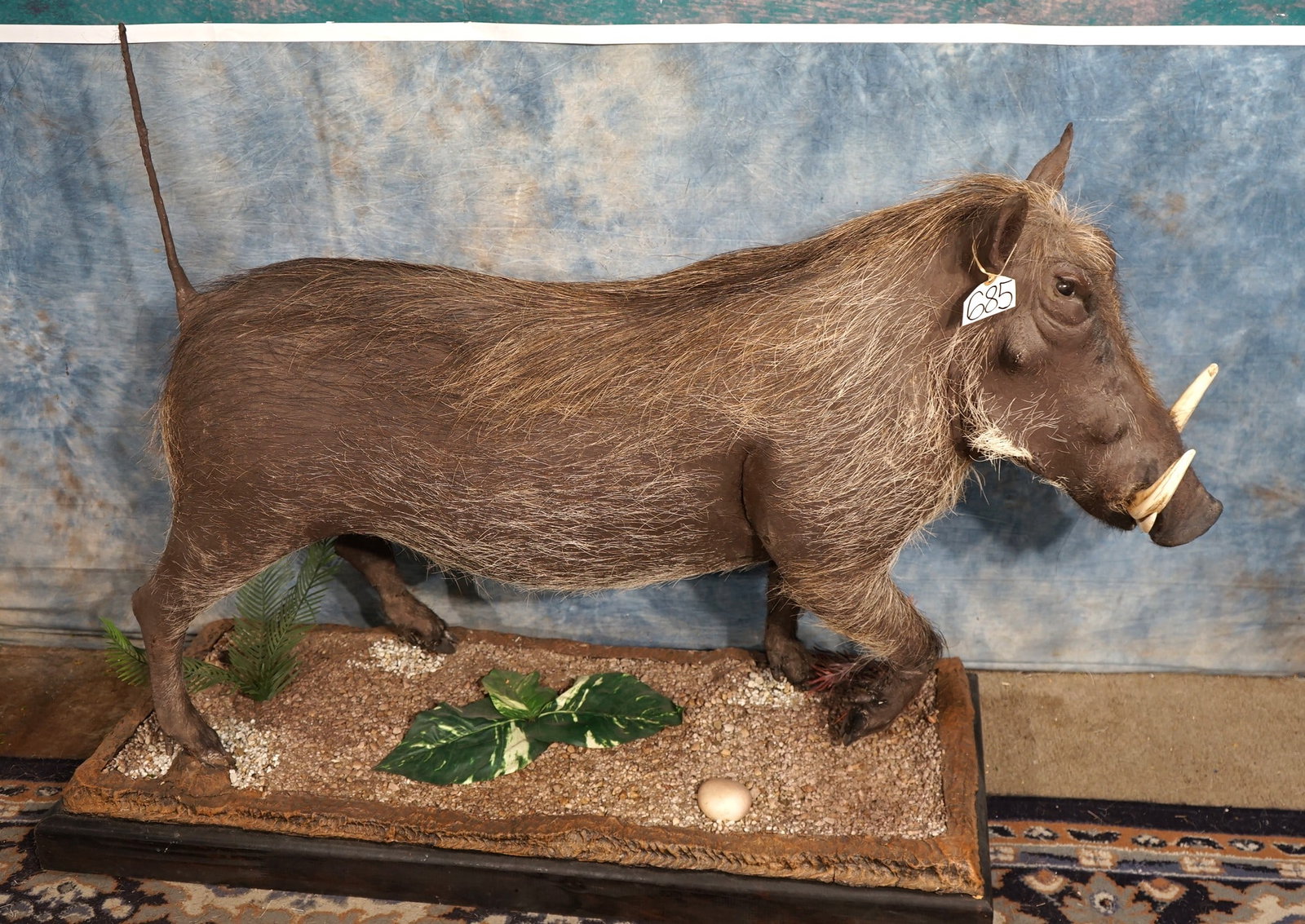 African Warthog Full Body Taxidermy Mount: This mount is clean and in excellent condition. The mount has natural pose with very good detail. The quality of the taxidermy is excellent, and this mount grades a solid 9.