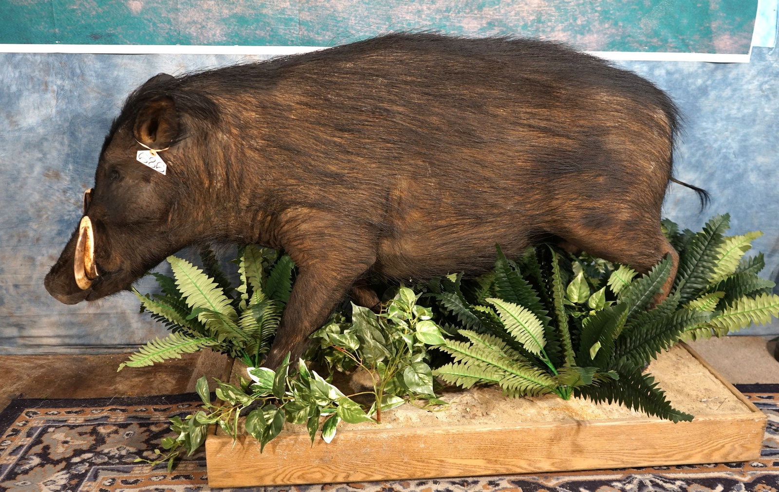 Central African Giant Forest Hog Full Body Taxidermy: This is difficult animal to hunt, and a tough trophy to come by. This mount is clean and in excellent condition. The mount has very good detail and expression. The taxidermy quality is excellent and t