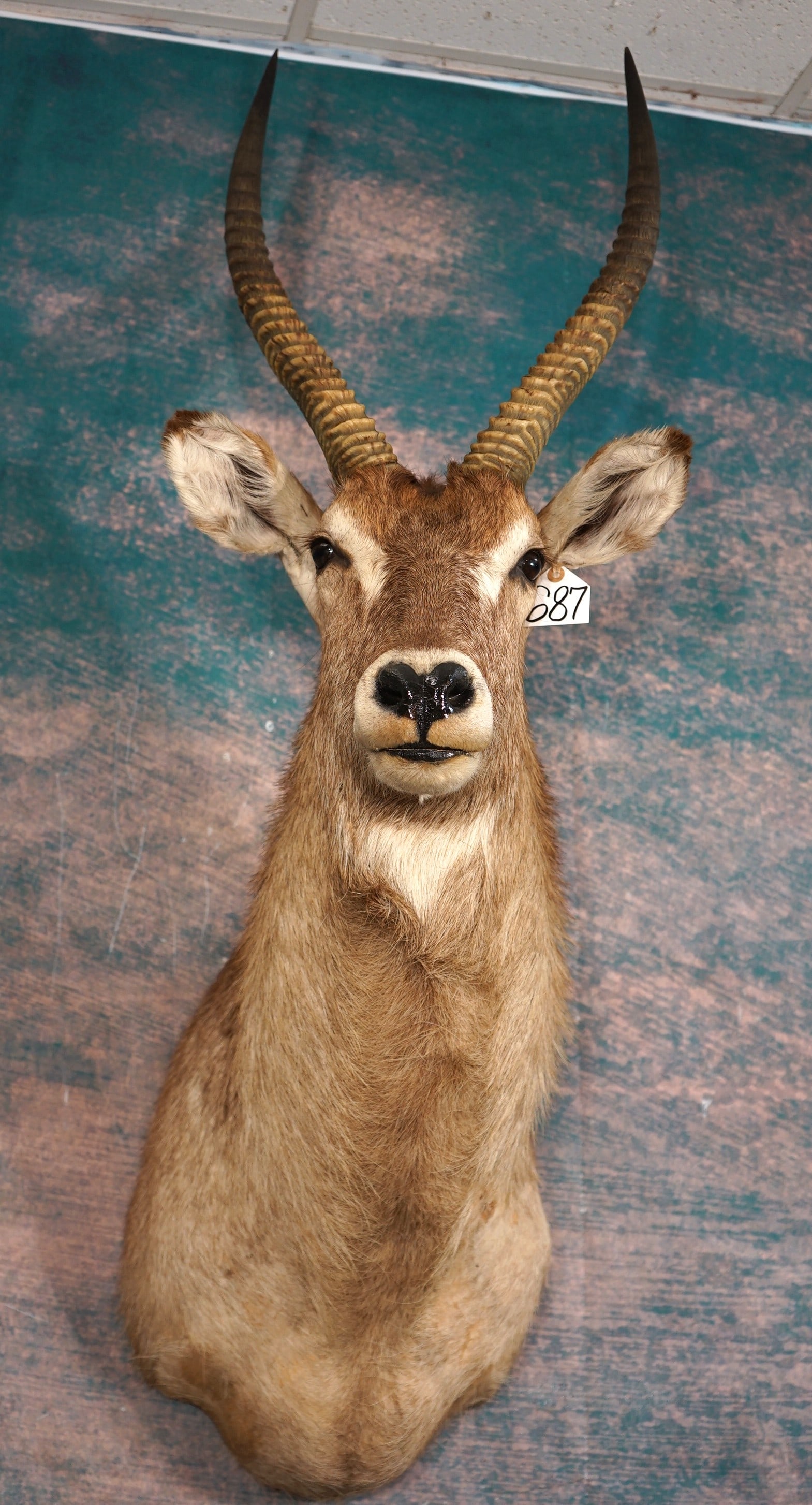 African Waterbuck Shoulder Taxidermy Mount: This is a mature Bull and it is clean, excellent condition and it grades 9.5.
