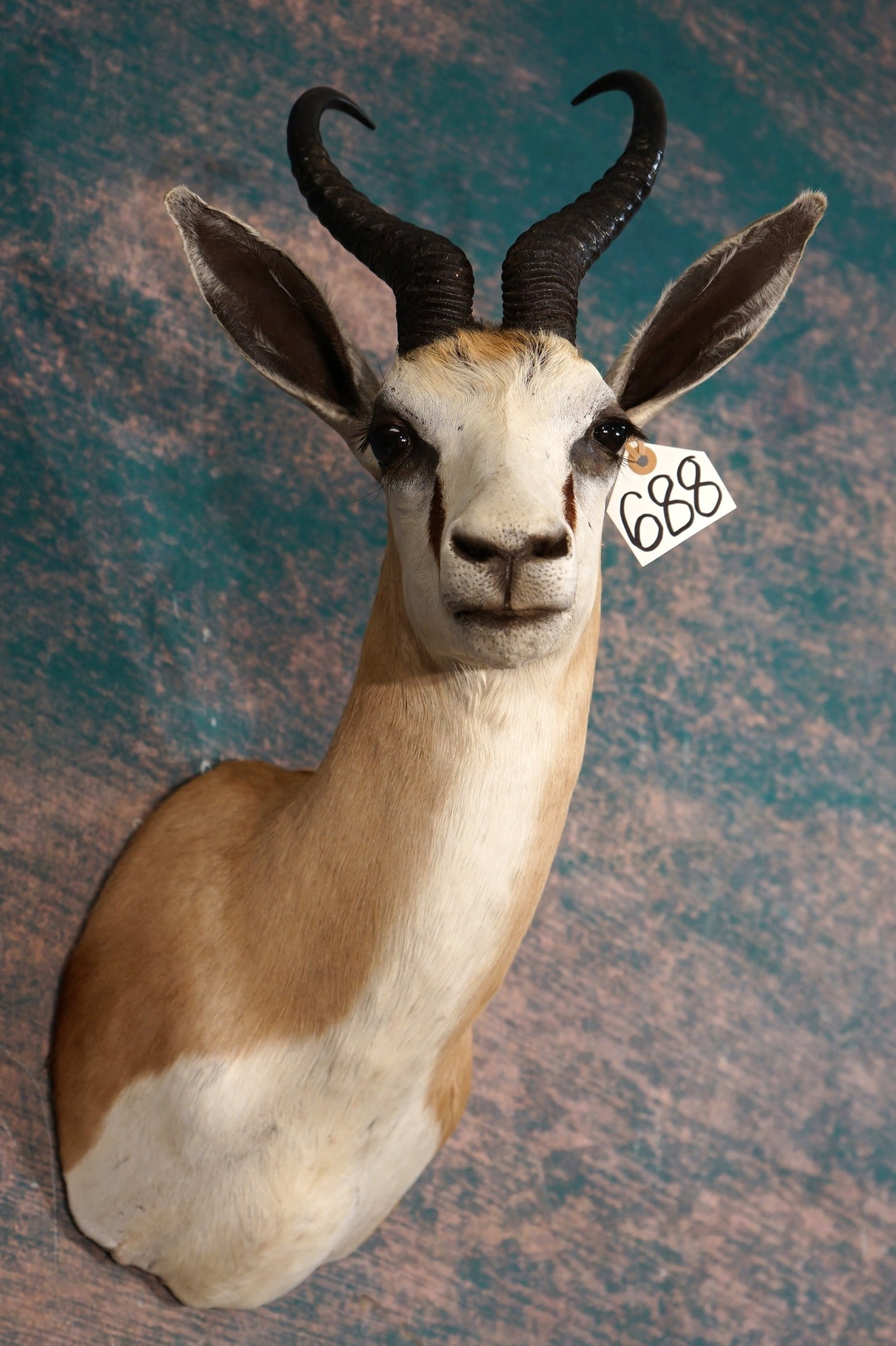African Common Springbuck Springbuck Gazelle Shoulder Taxidermy Mount: It is in excellent condition. It's quality grades a 9.85.